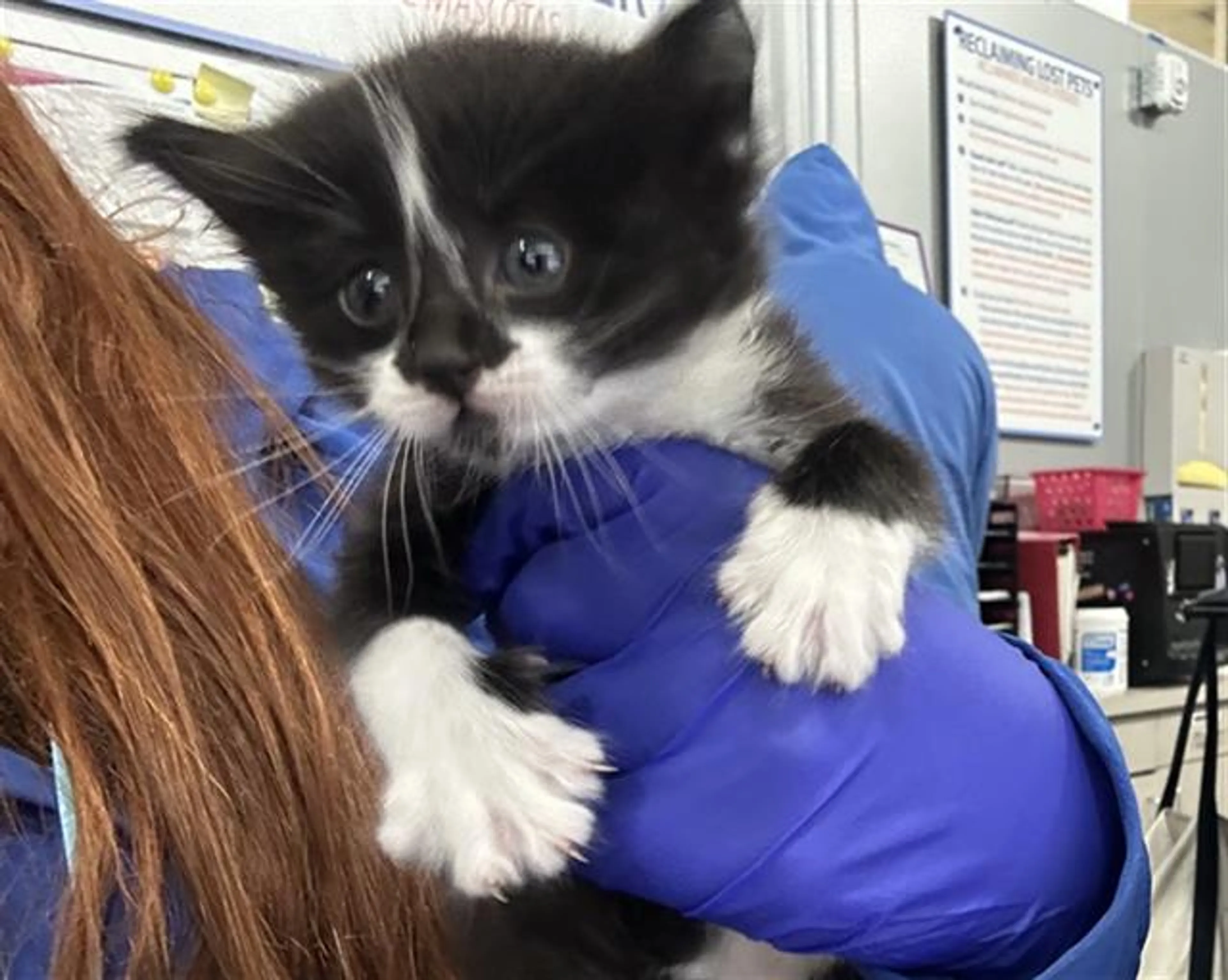 Found pet