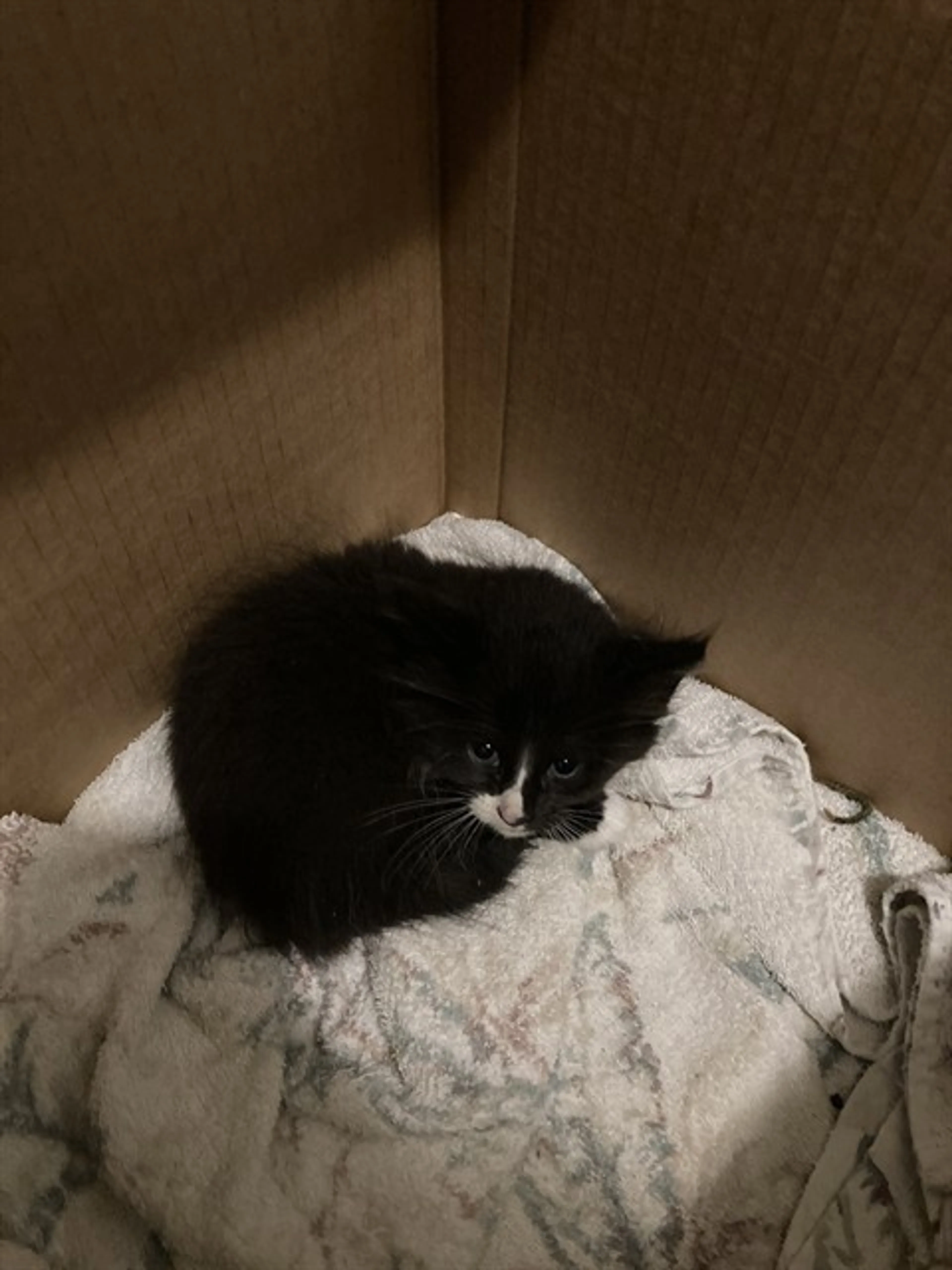 Found pet