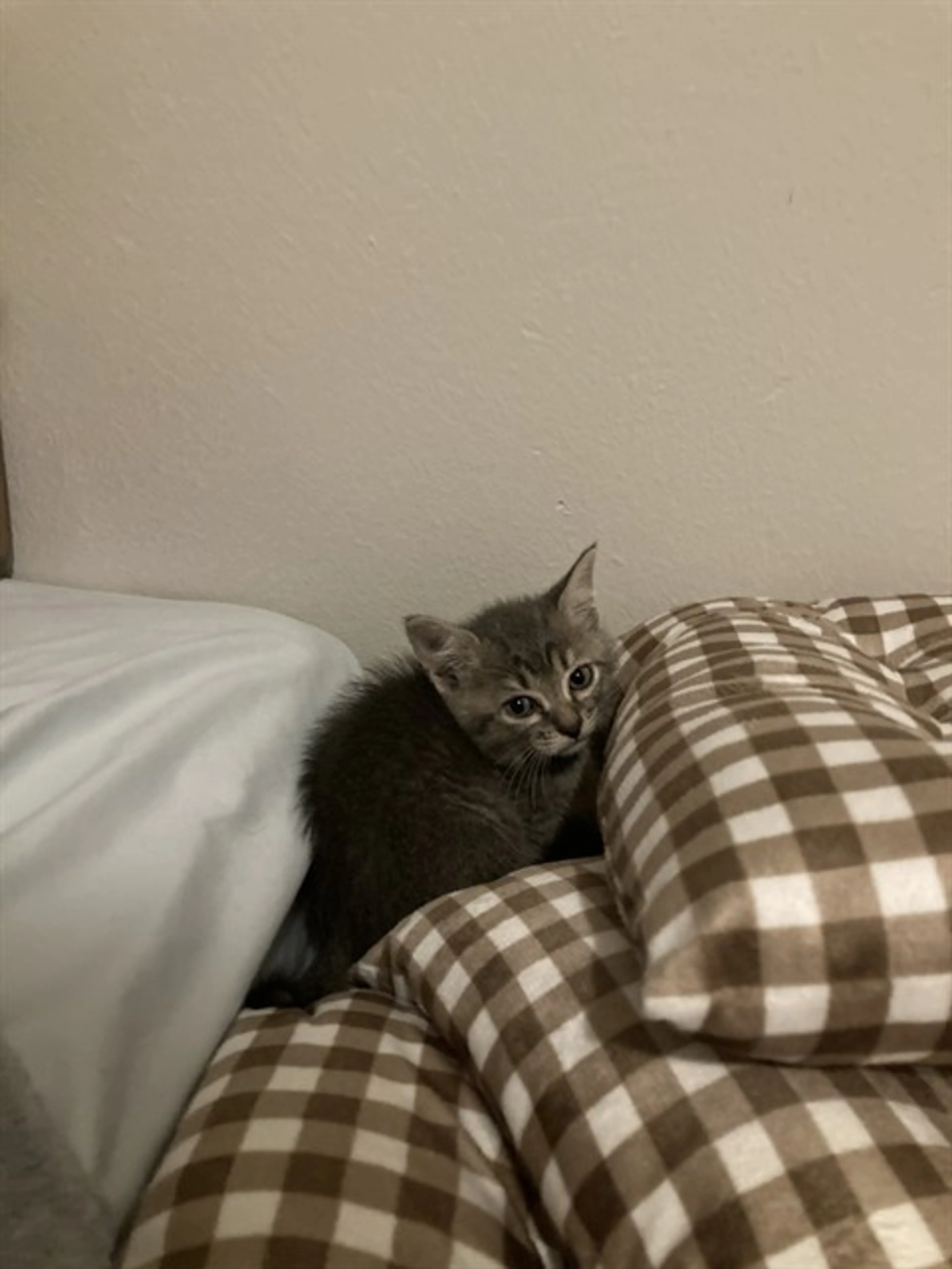 Found pet