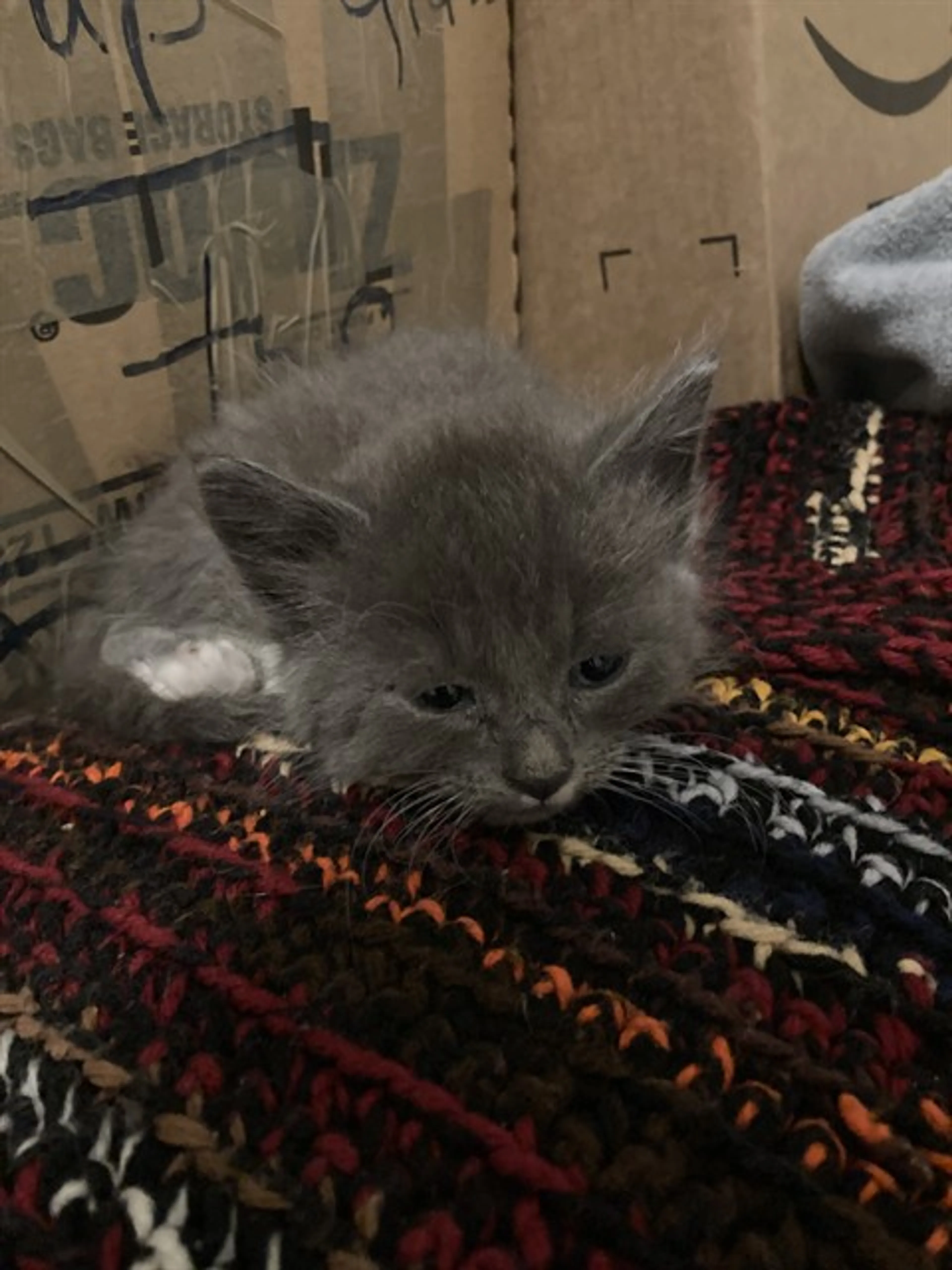 Found pet