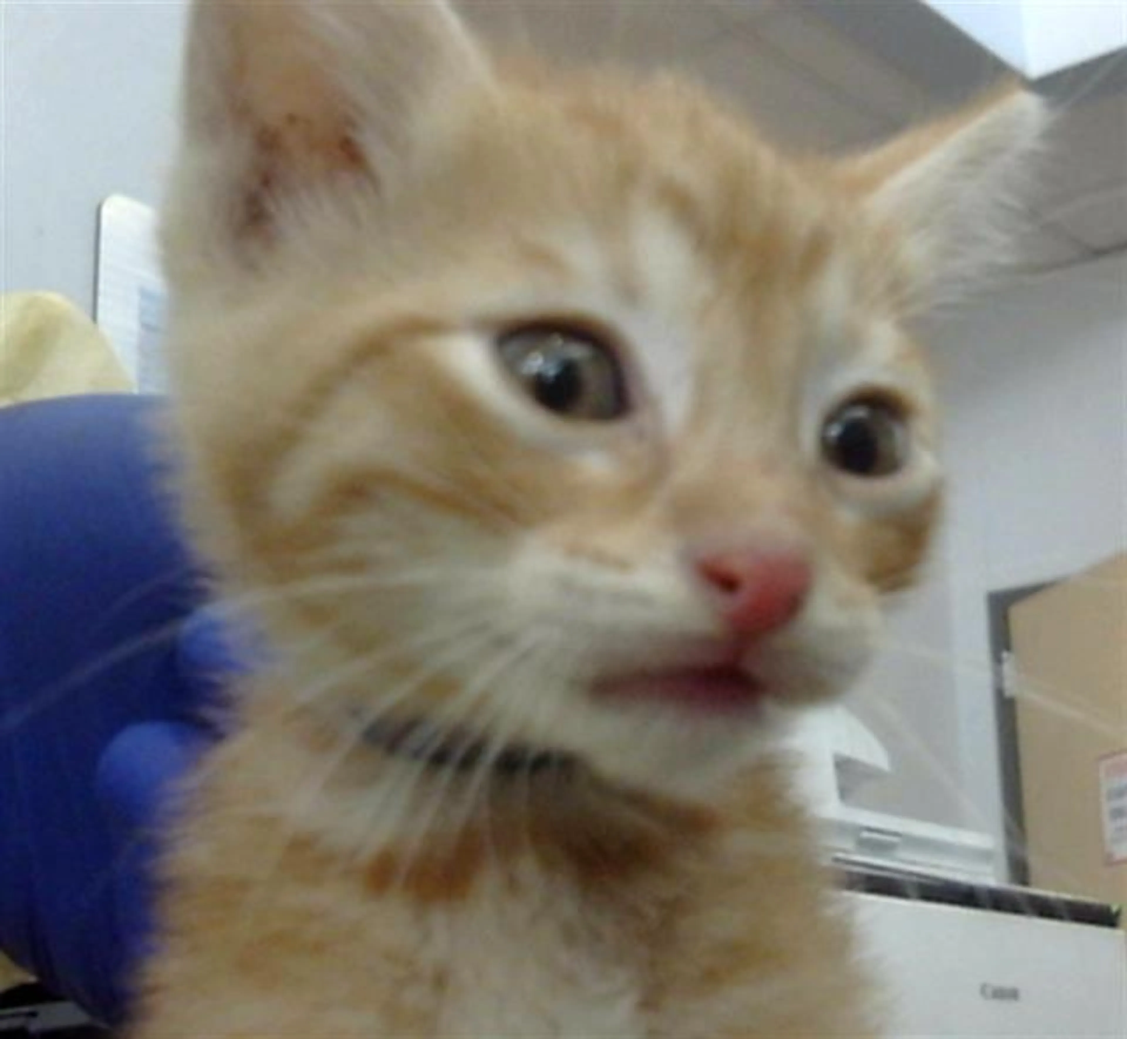 Found pet