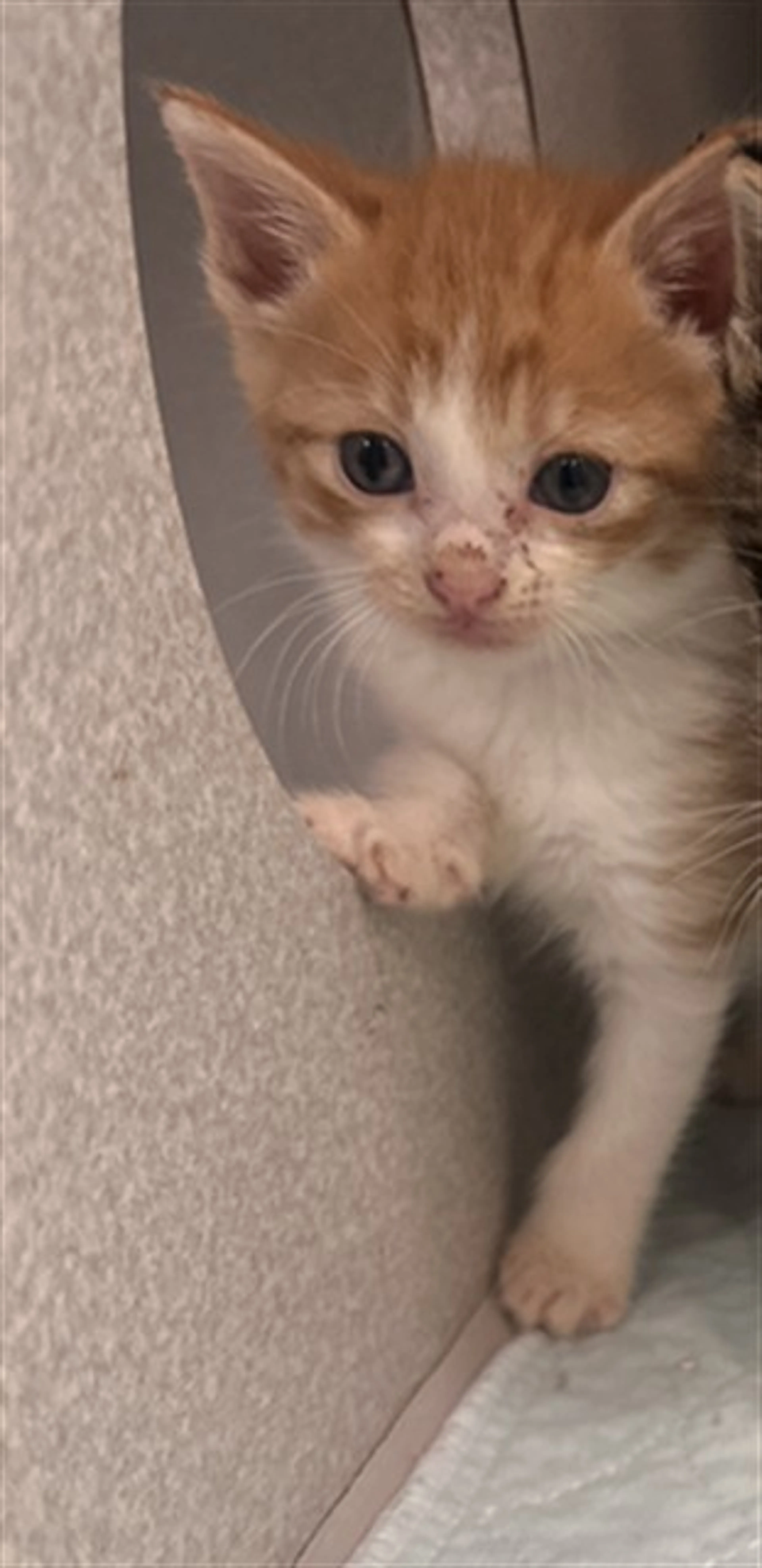 Found pet