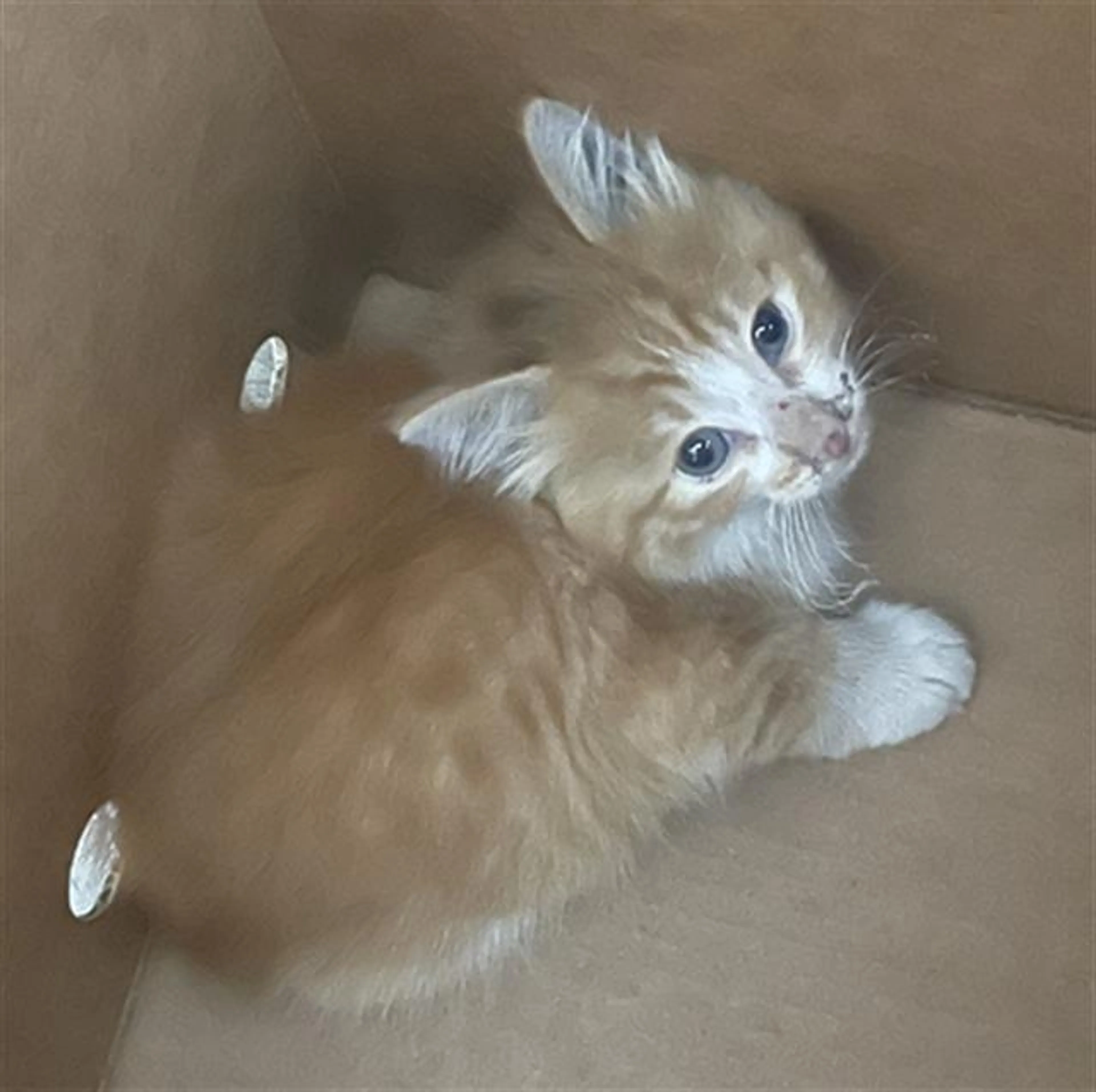 Found pet
