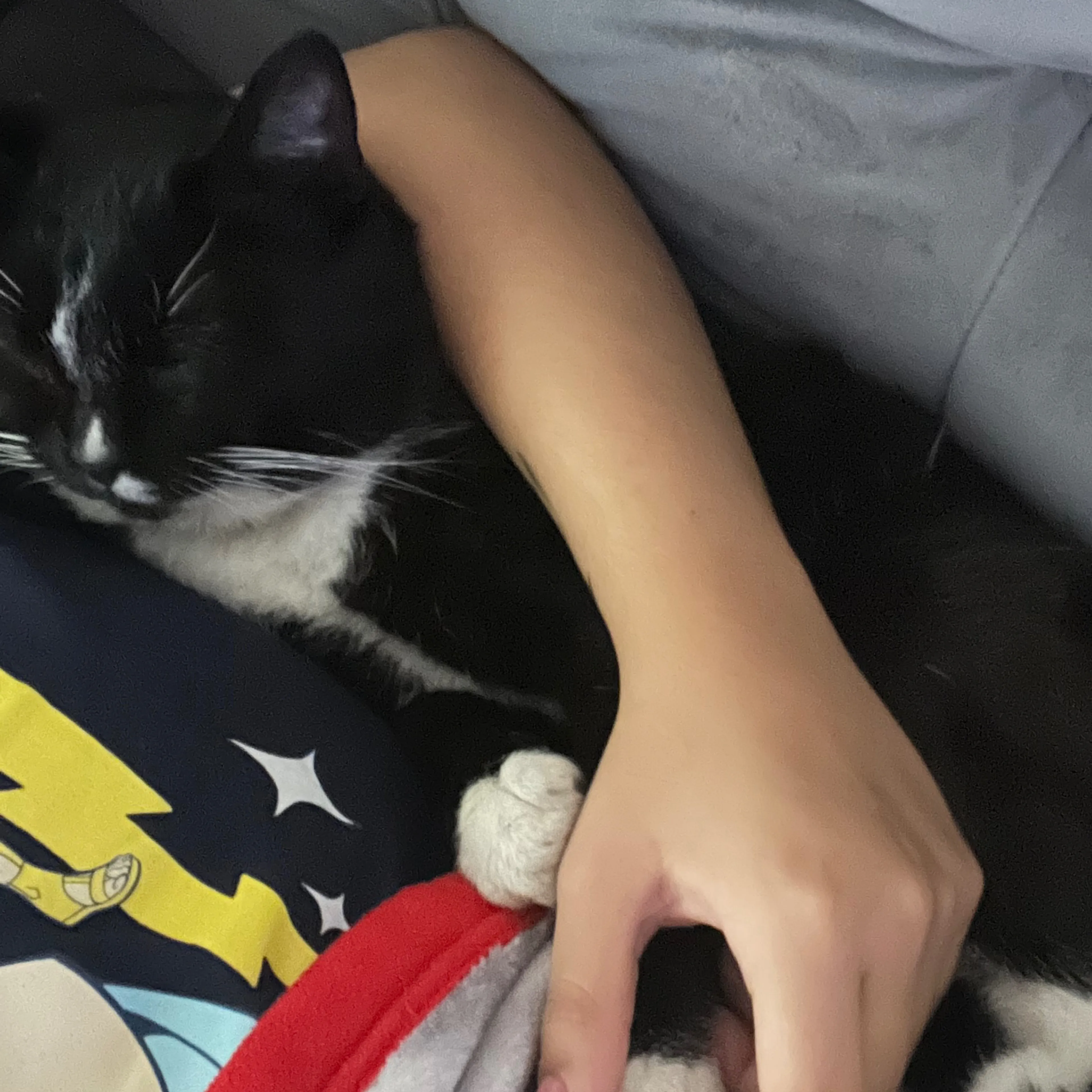 Lost pet-2