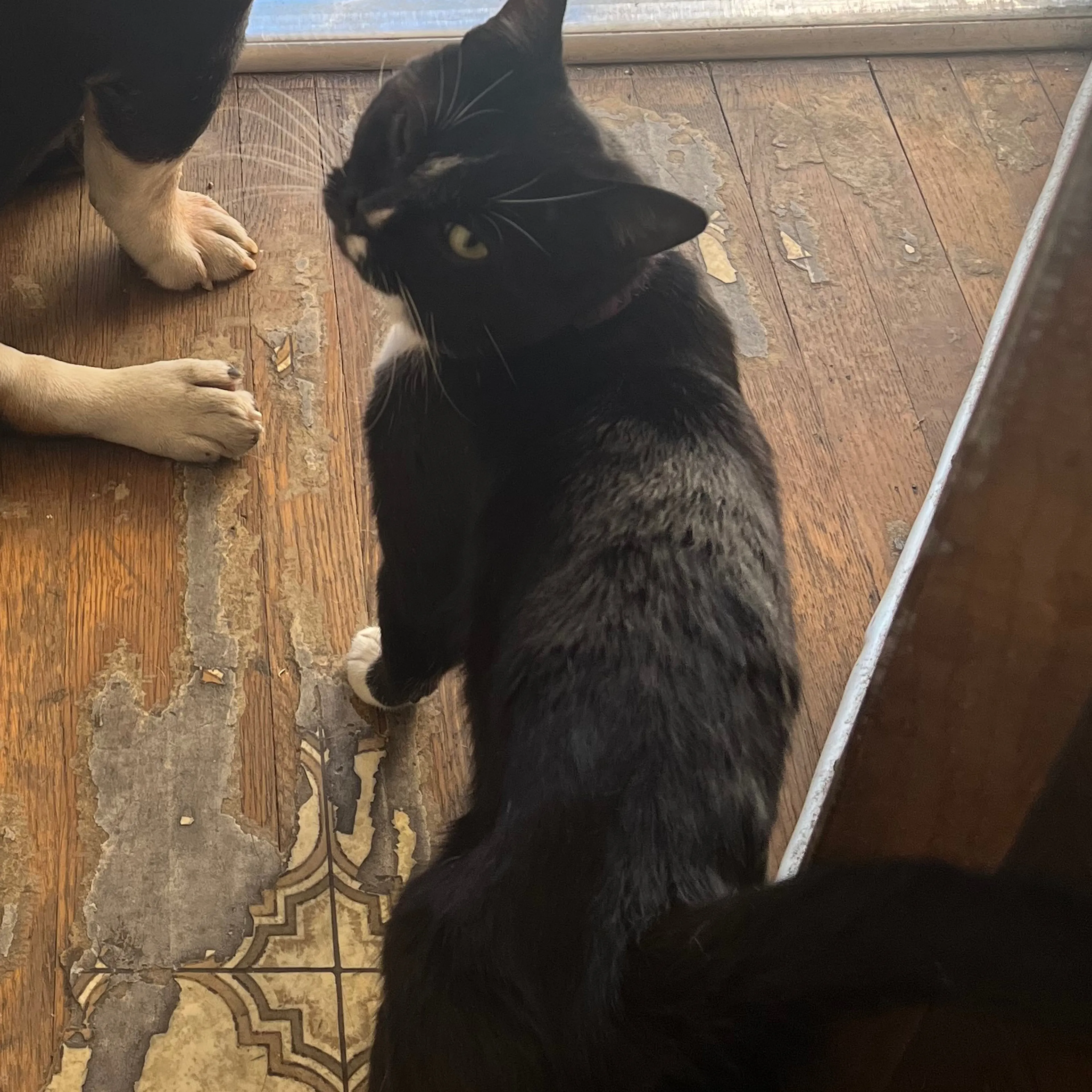 Lost pet-1