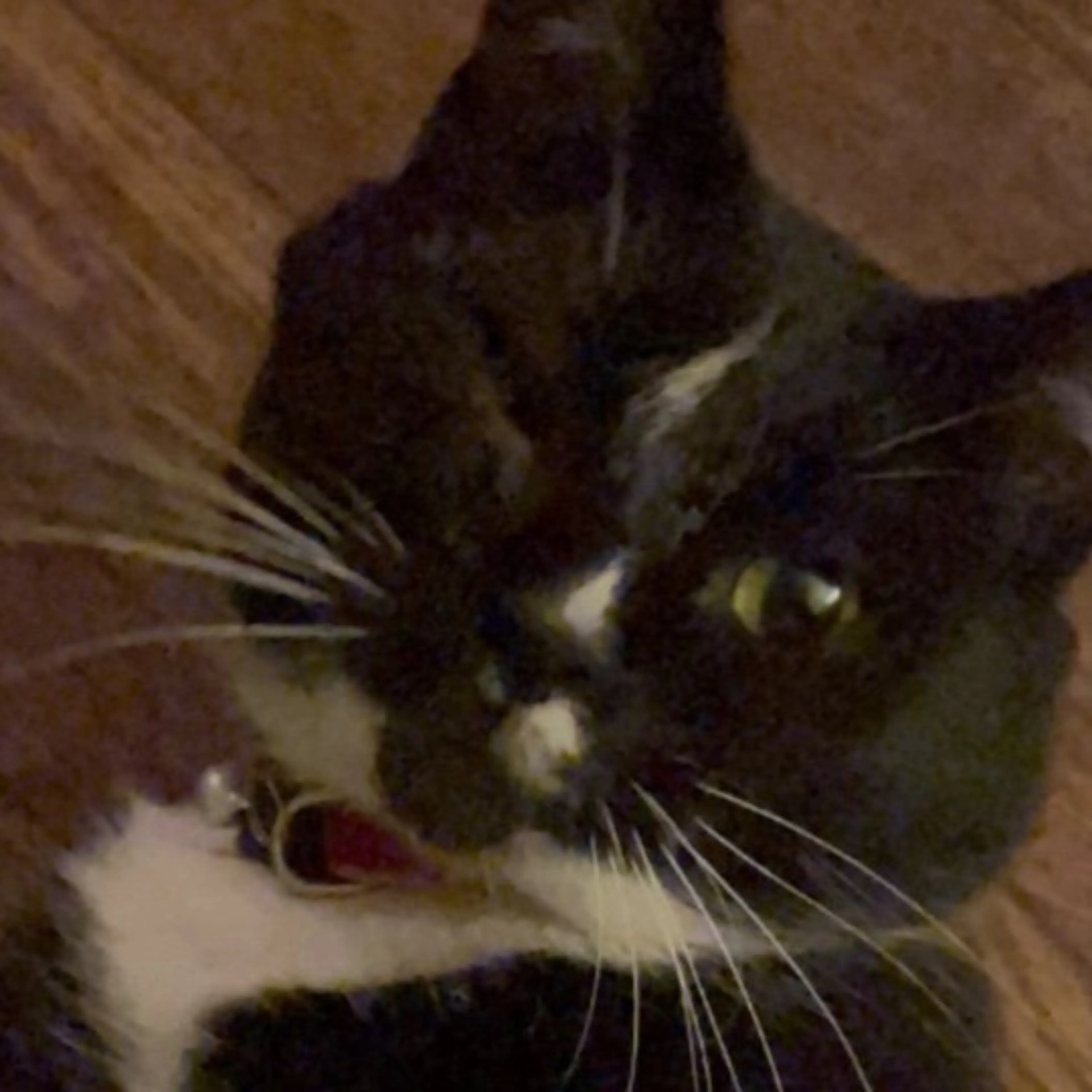 Lost pet-0