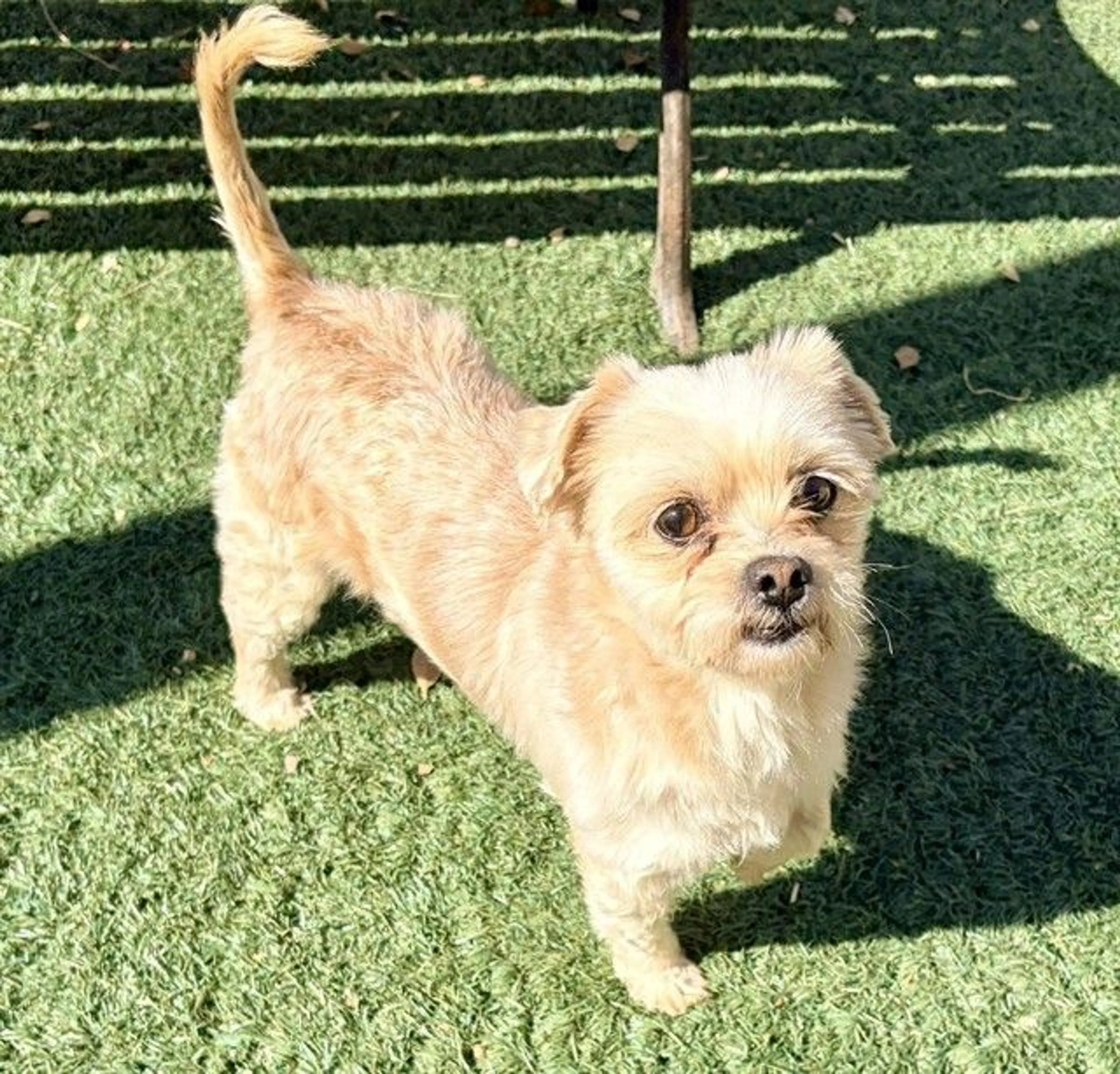 Found pet