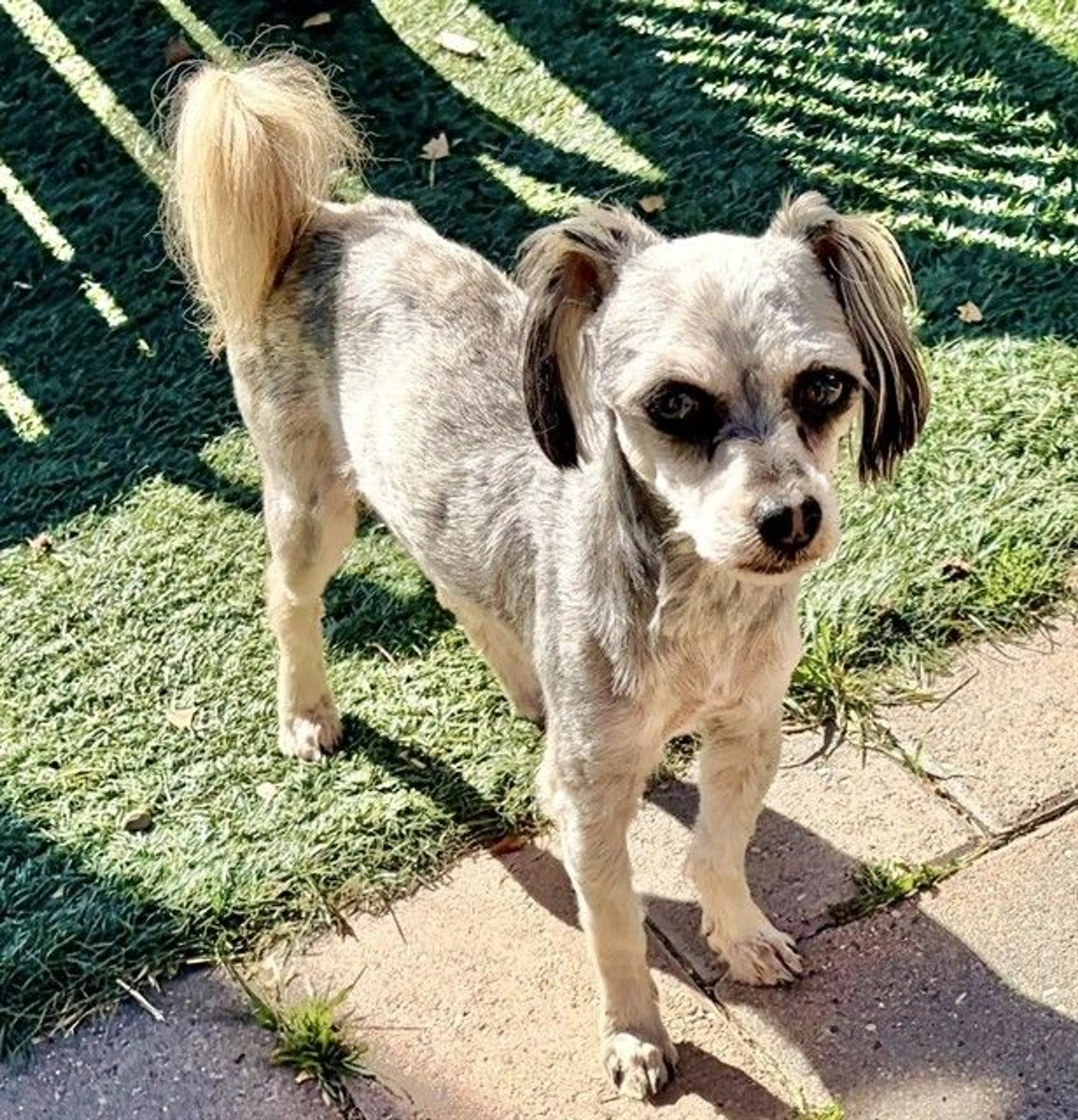 Found pet