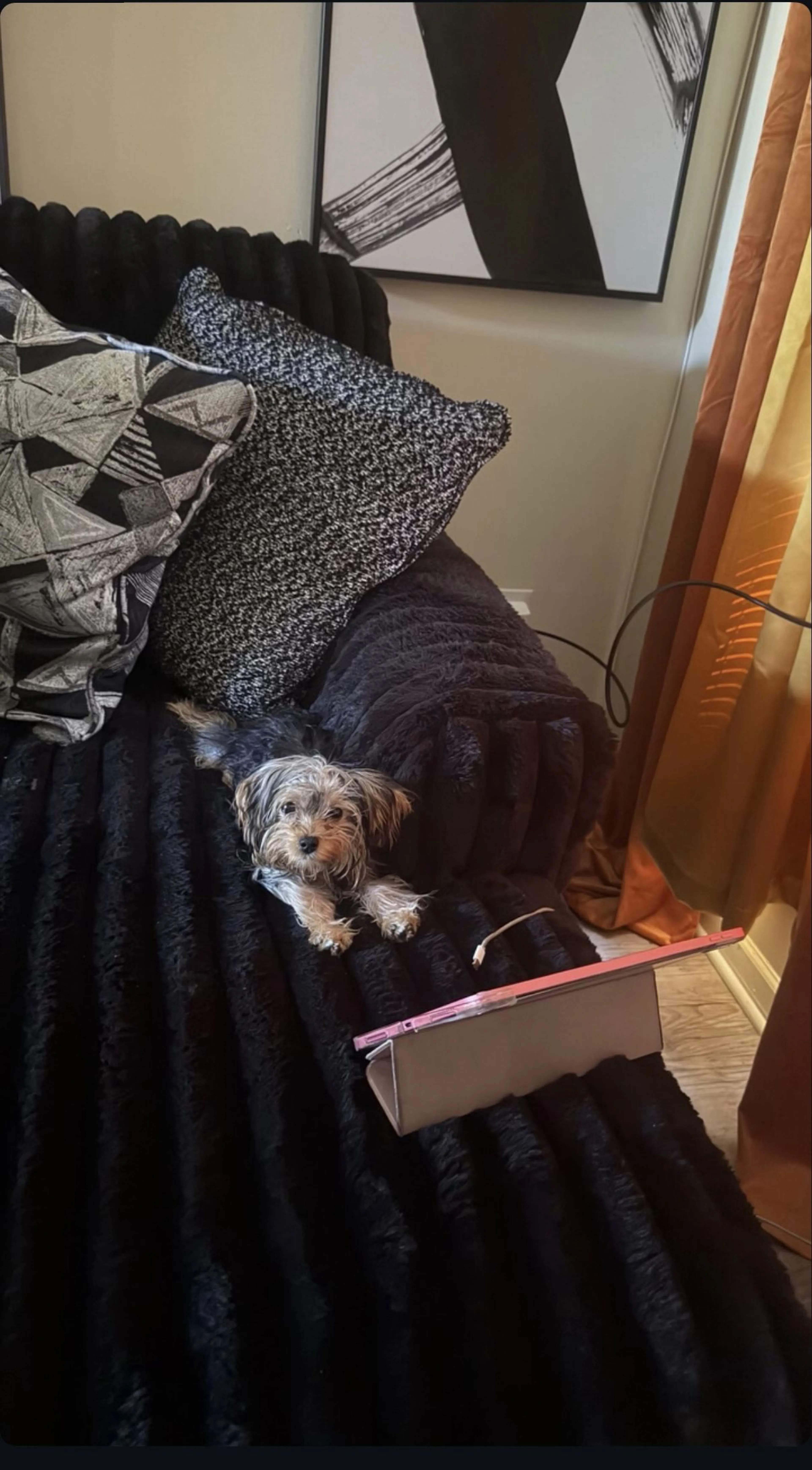 Lost pet