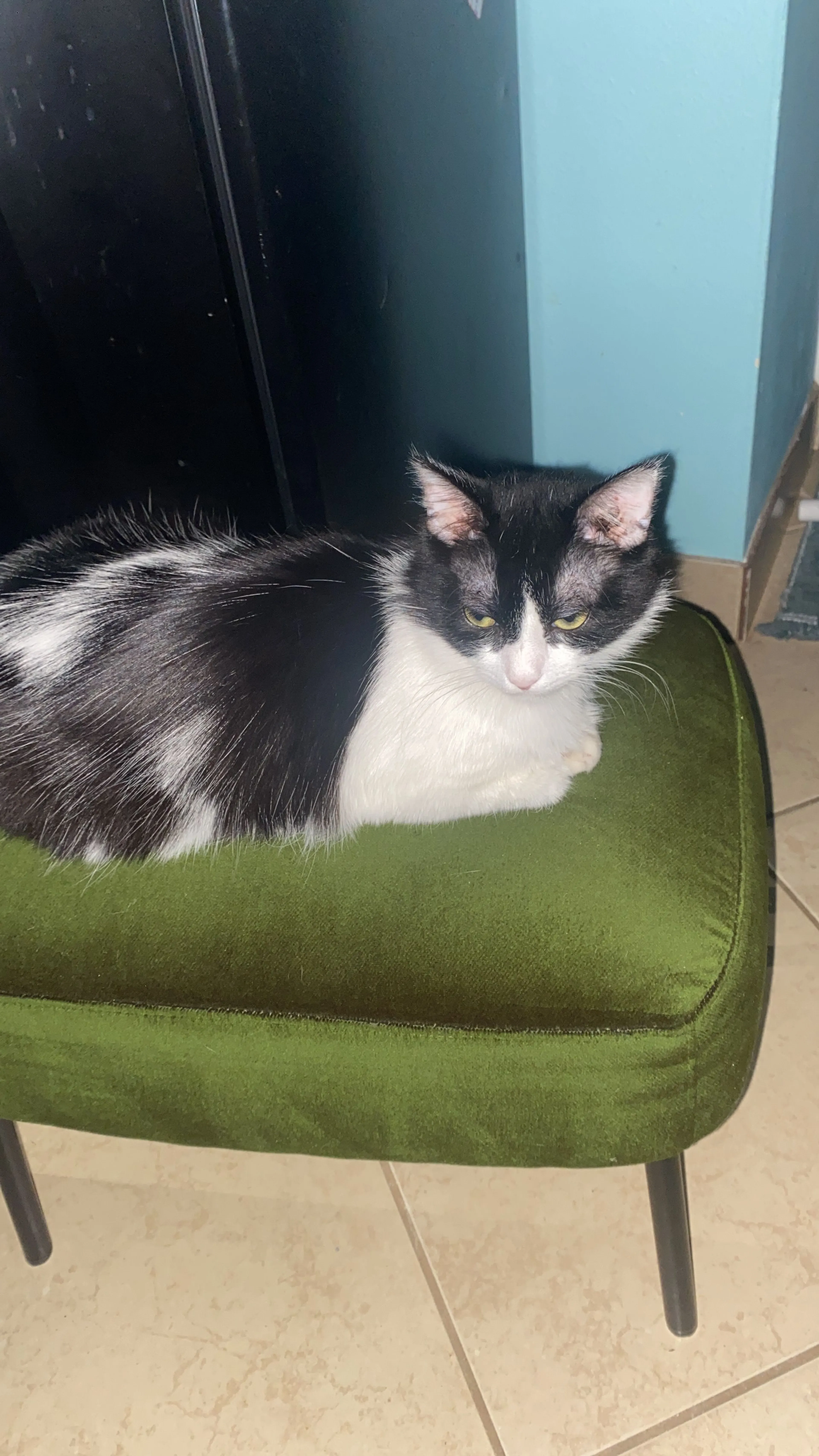 Lost pet-1