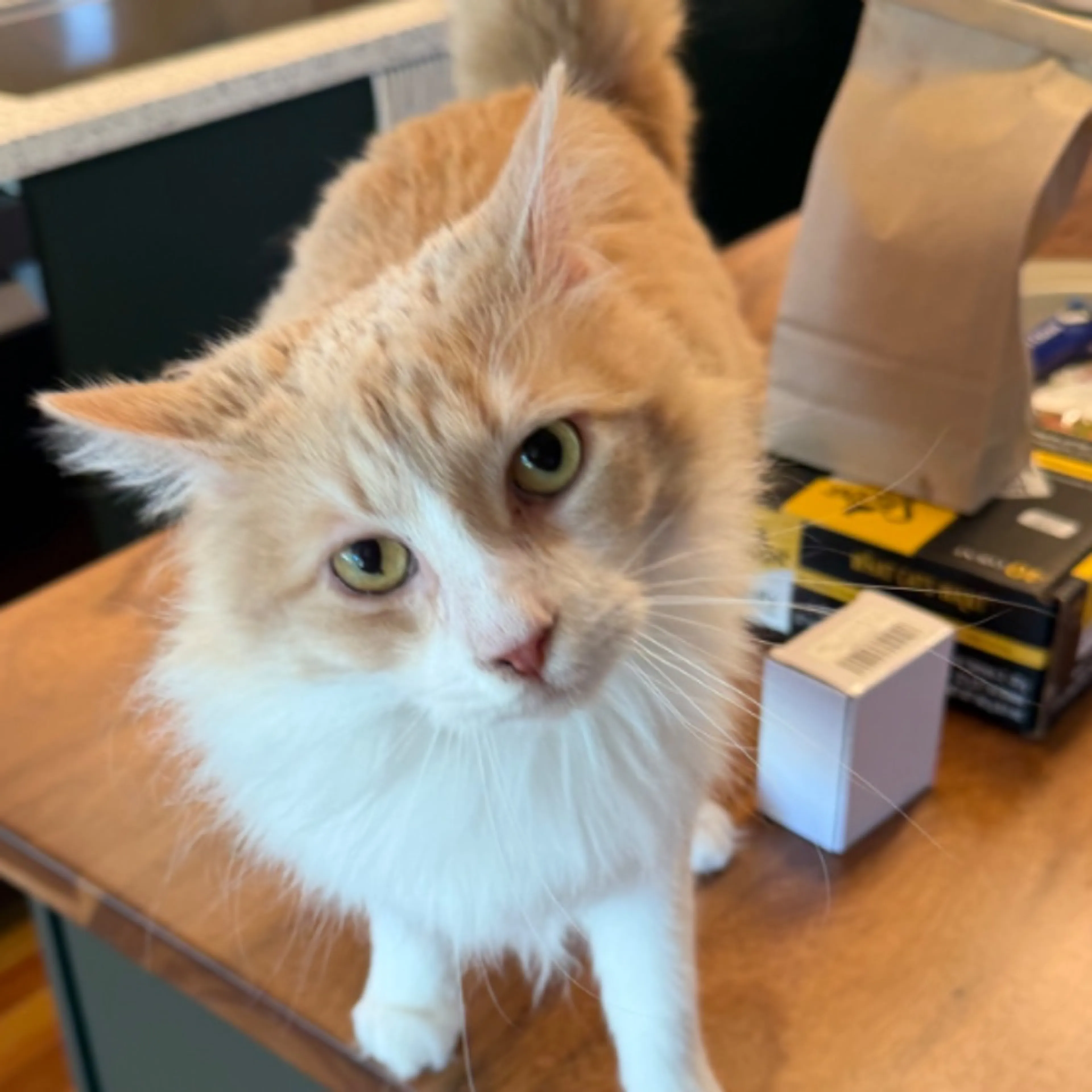Lost pet