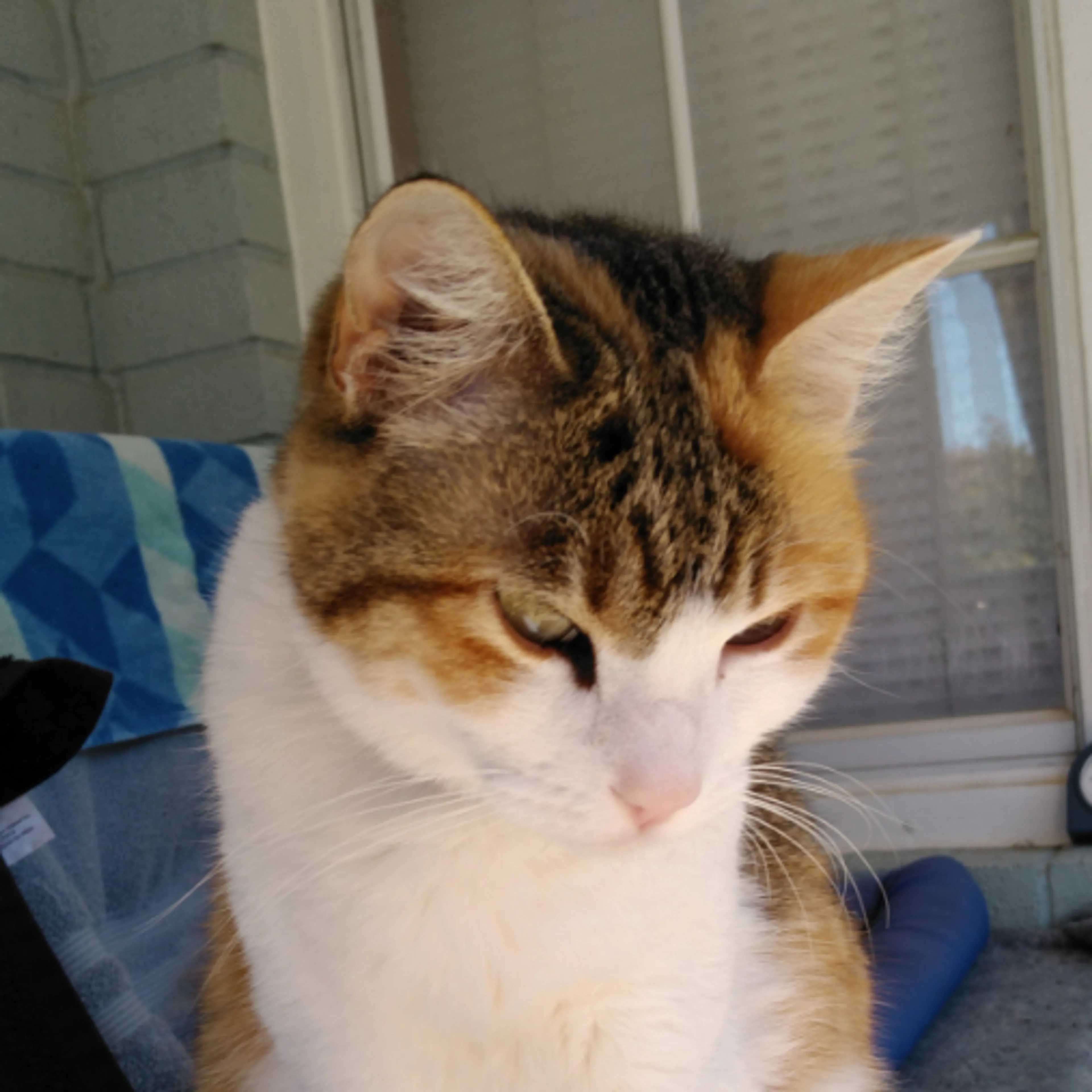 Lost pet-2
