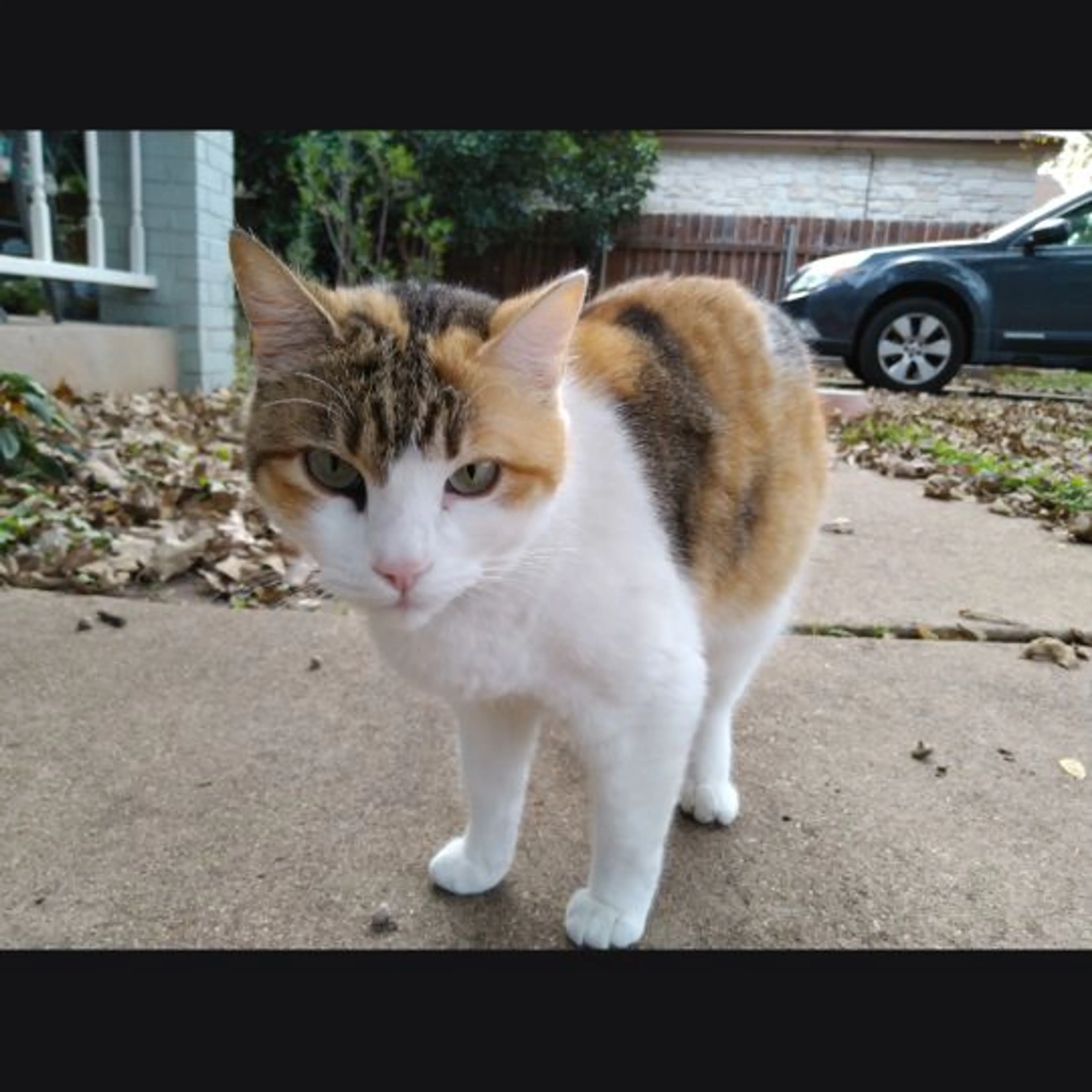 Lost pet-0