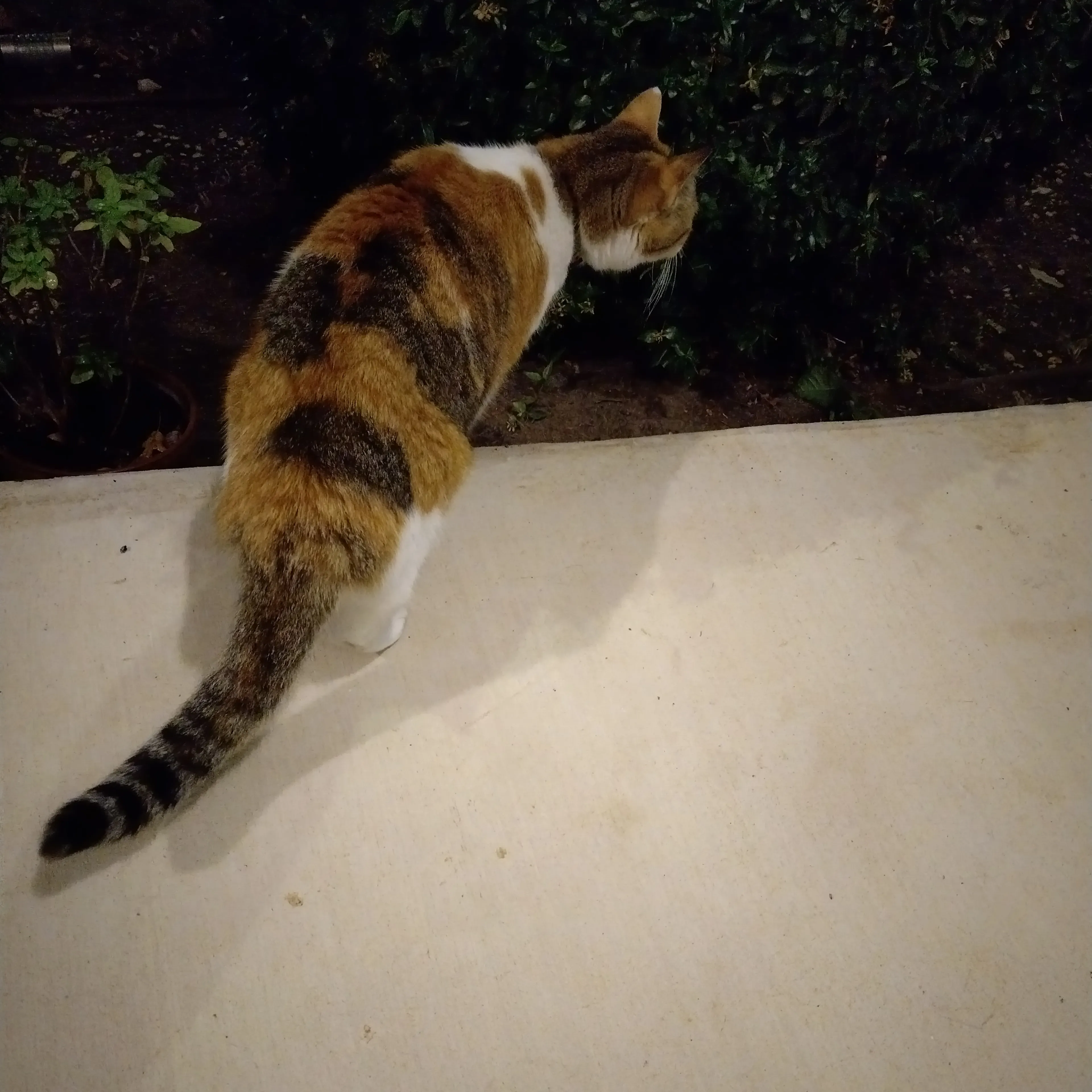 Lost pet-3