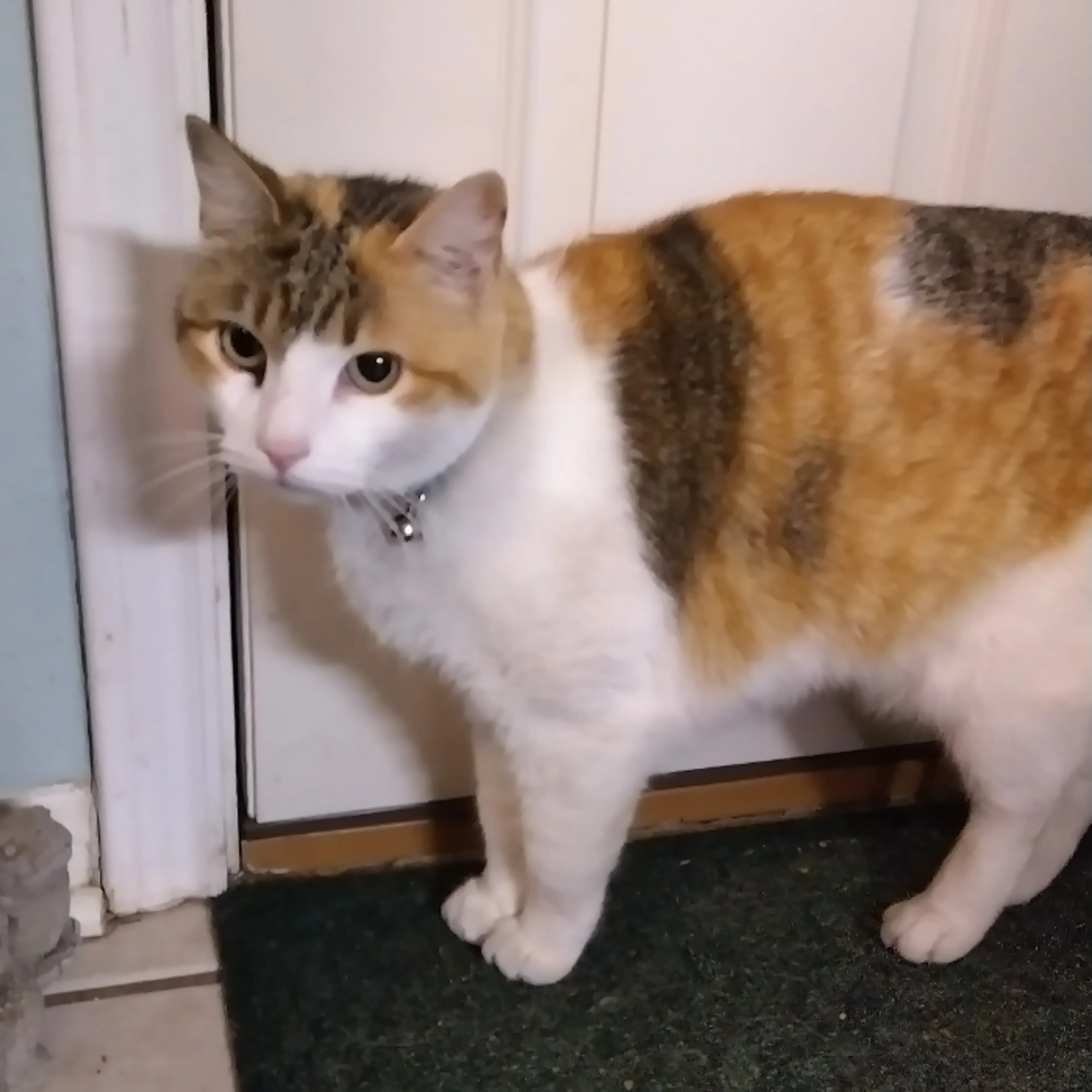 Lost pet-1