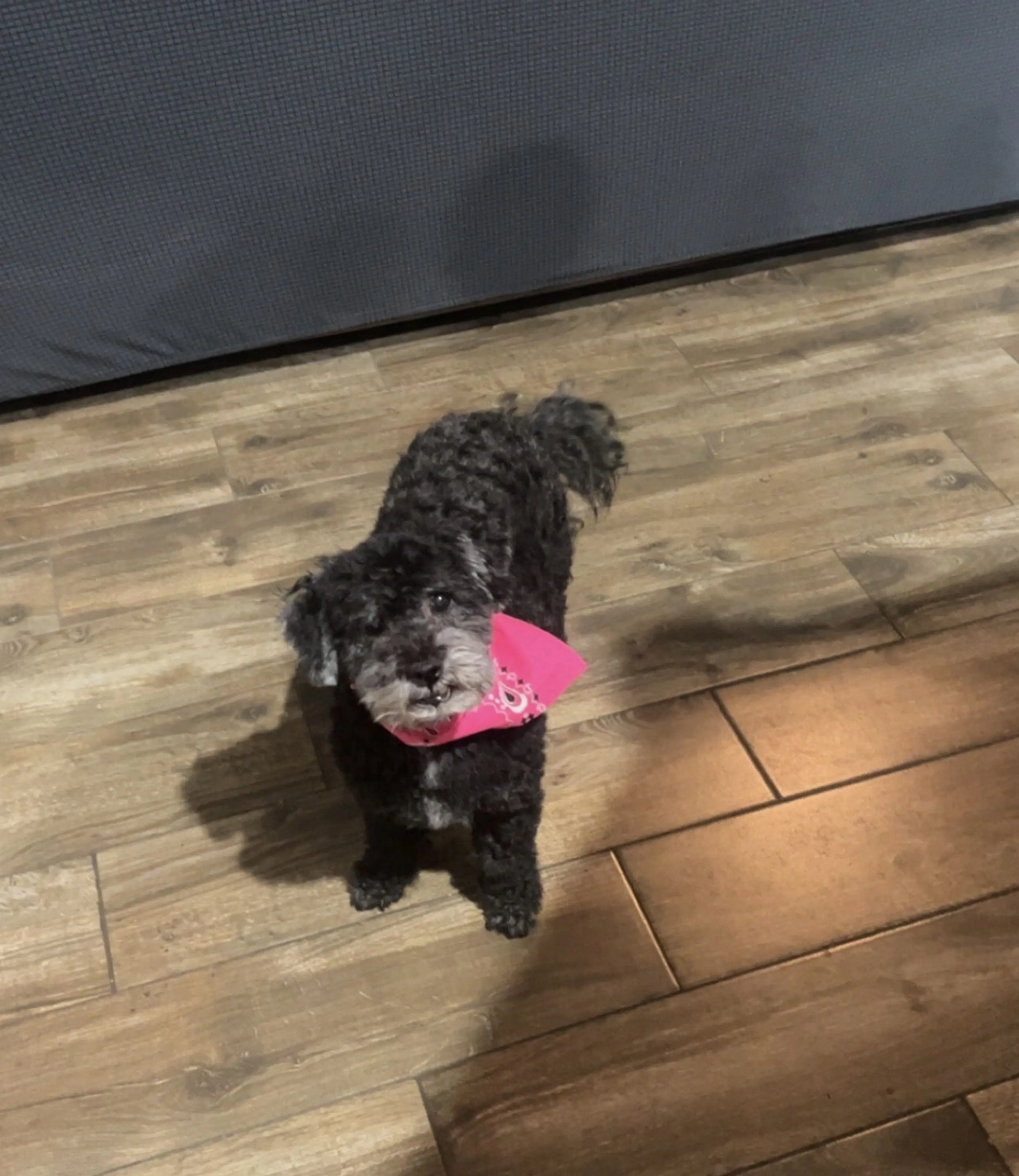 Lost pet