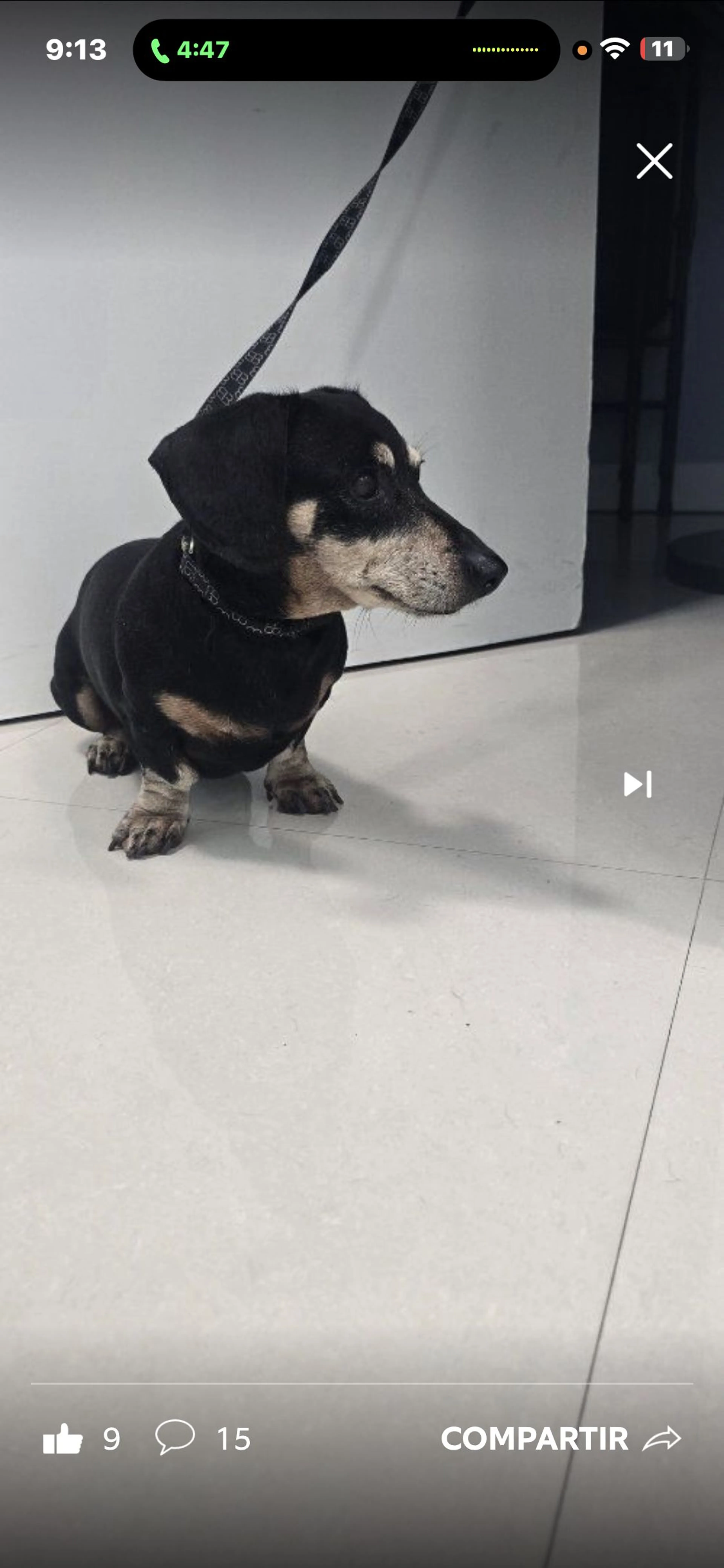 Lost pet-0