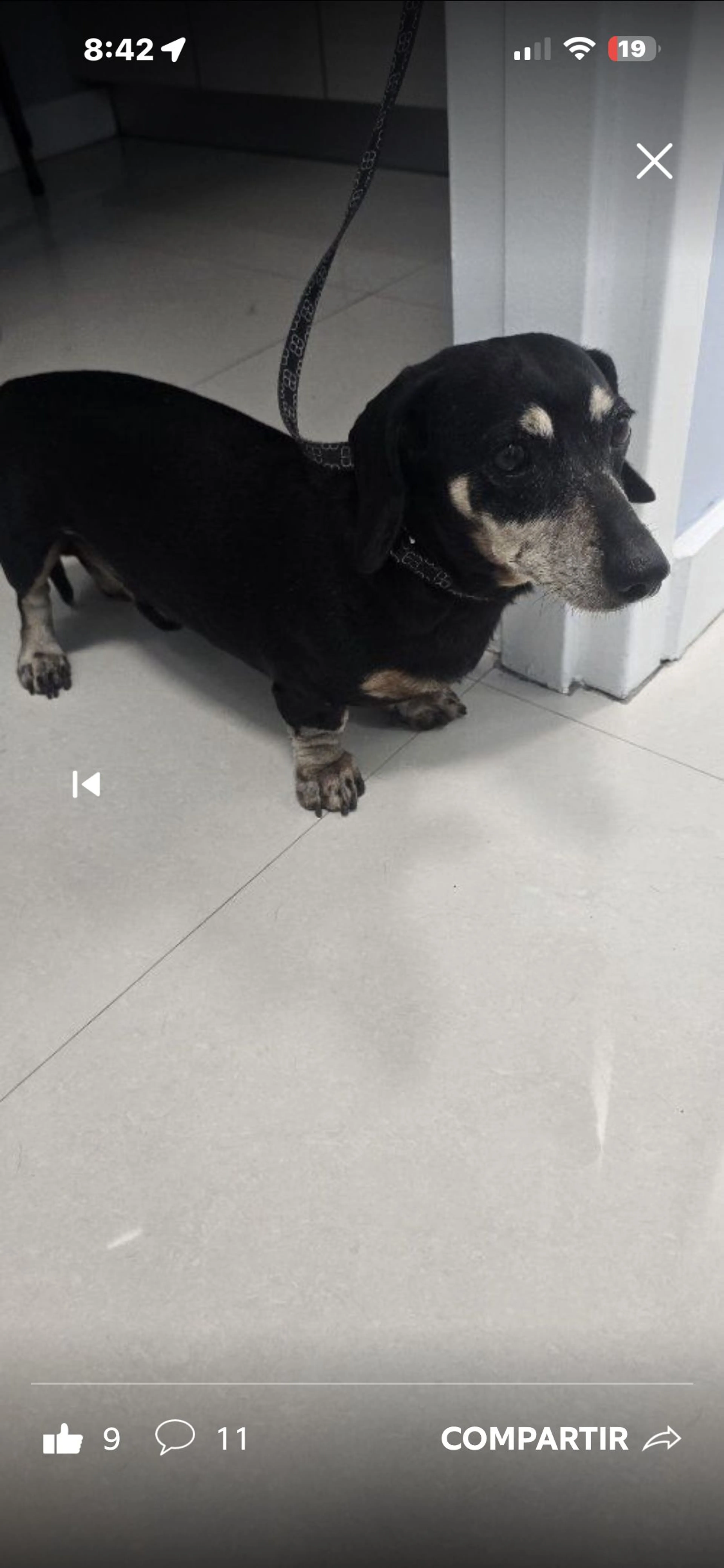 Lost pet-2