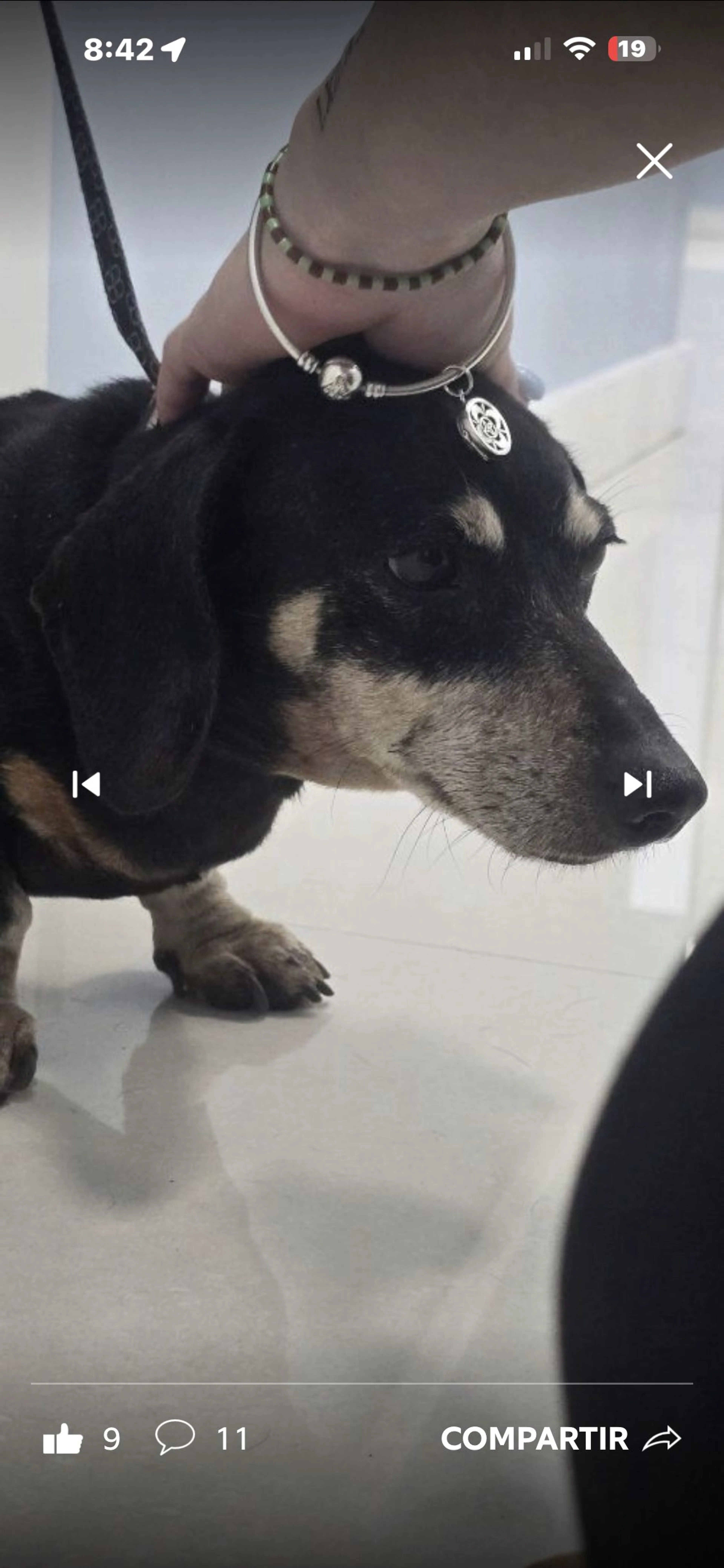 Lost pet-1