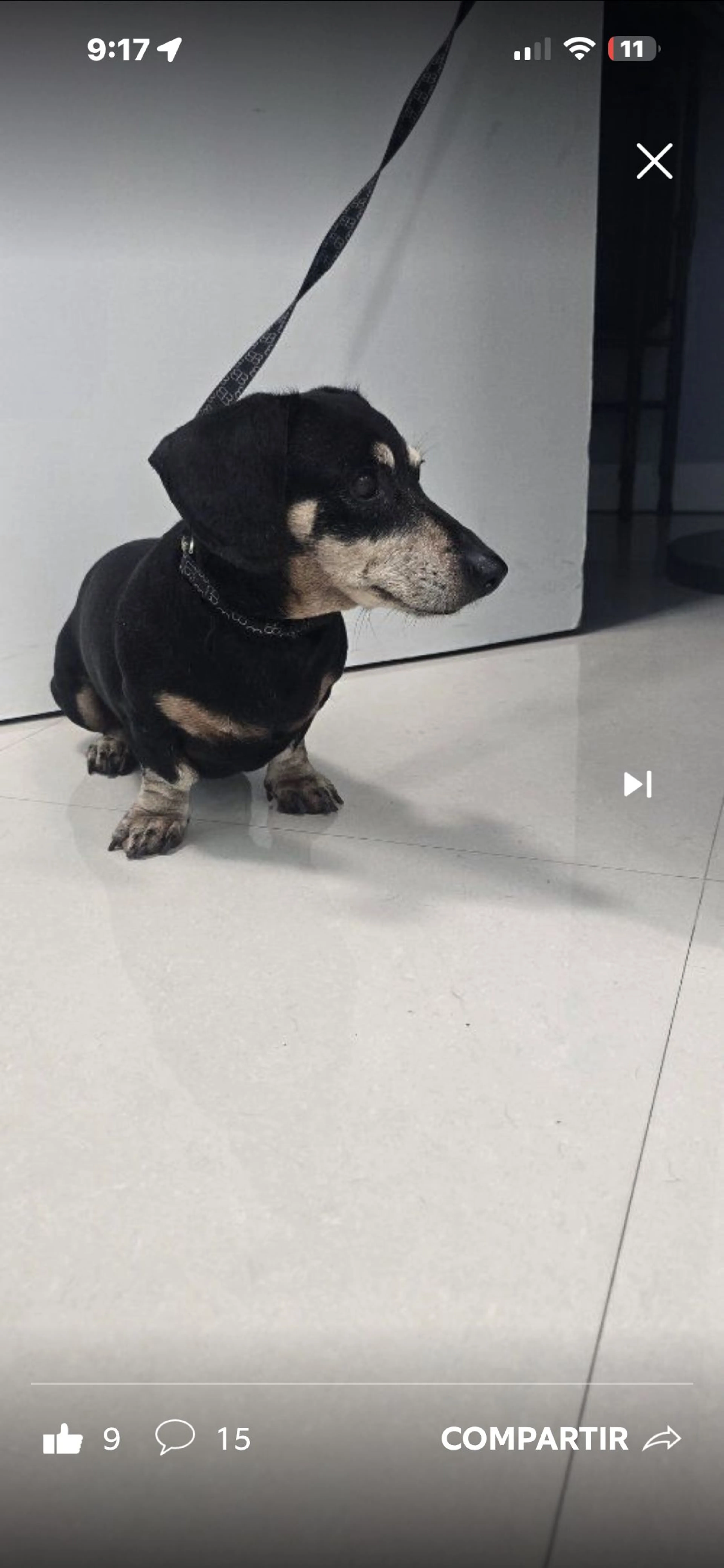 Lost pet-3