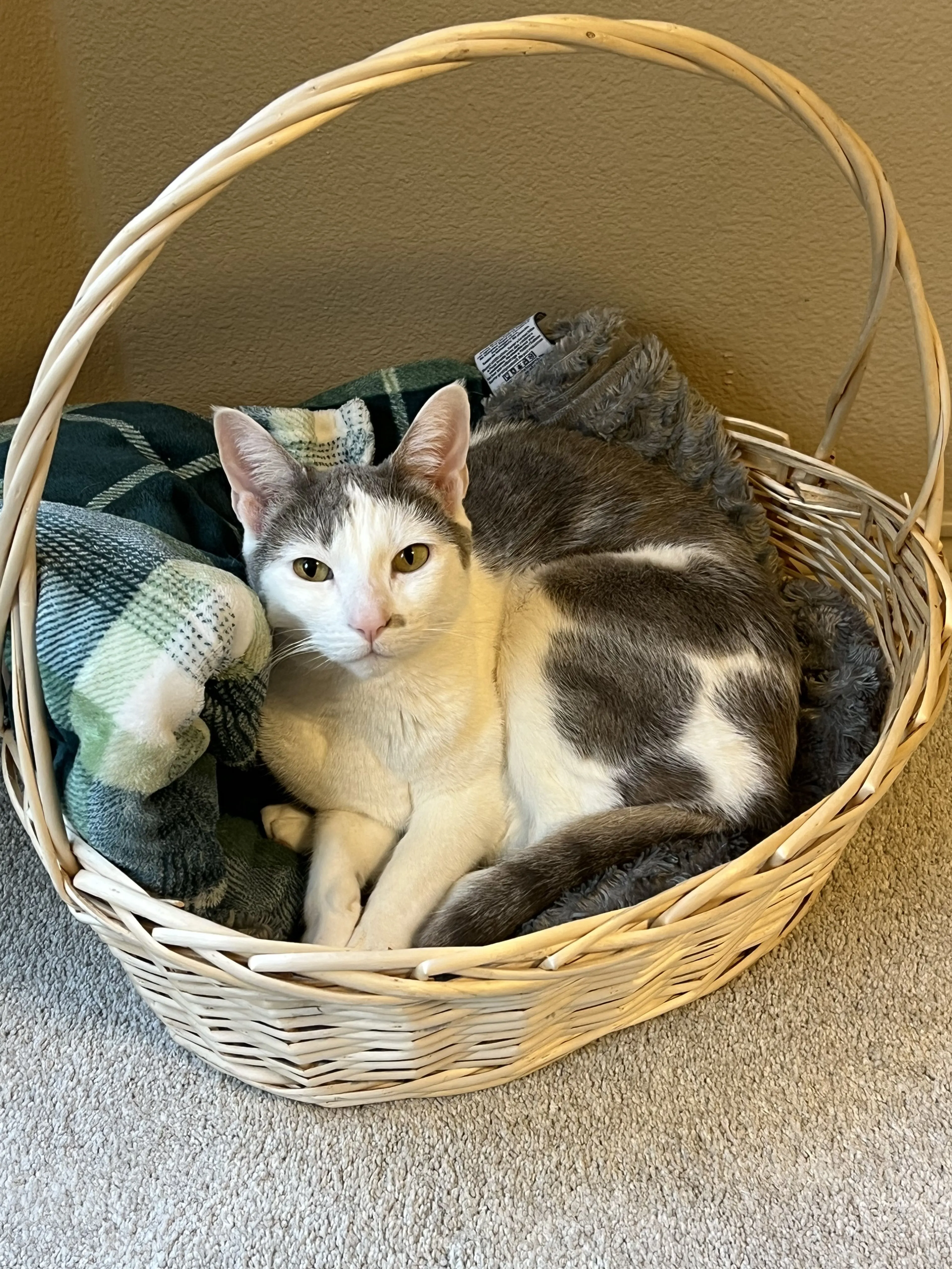Lost pet