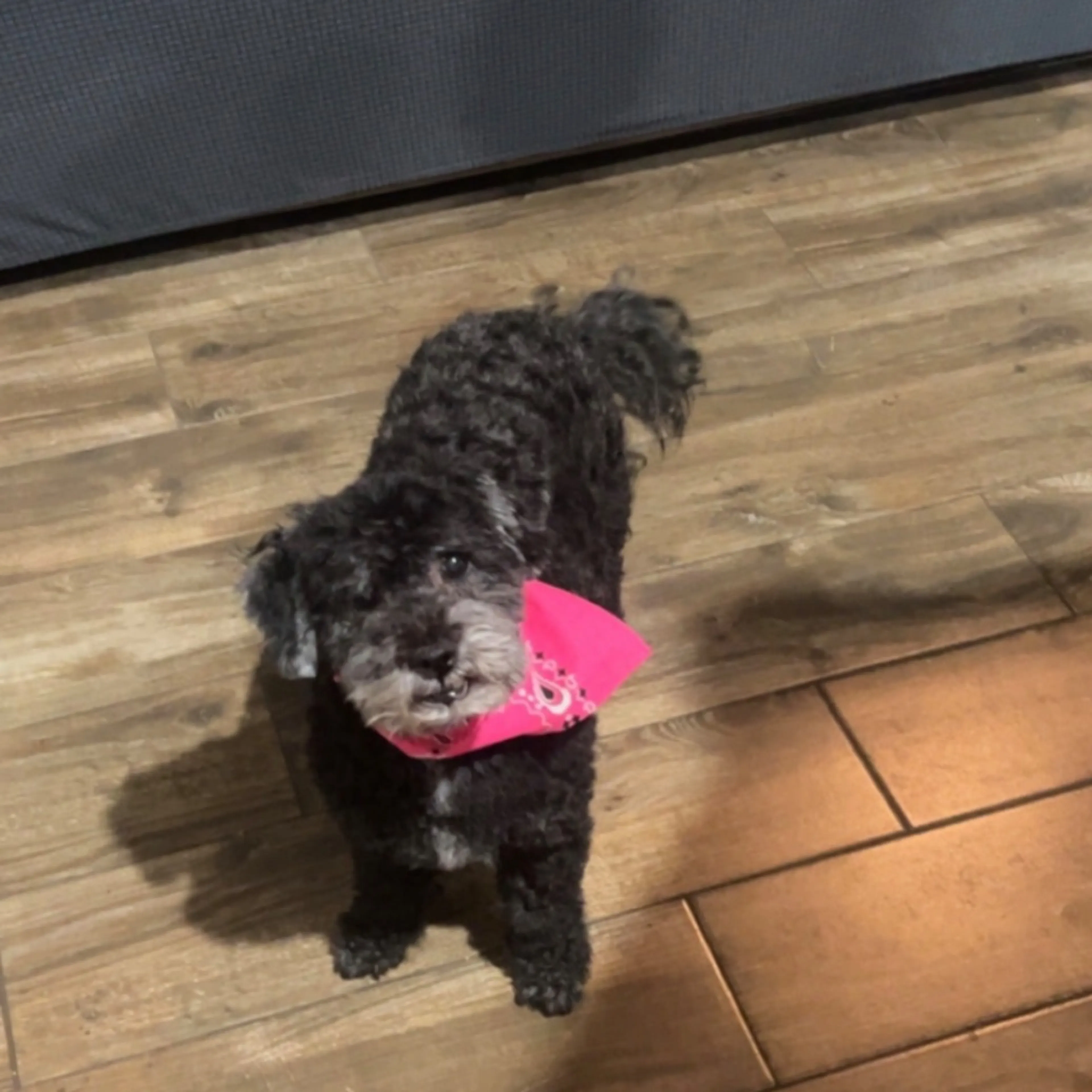 Lost pet