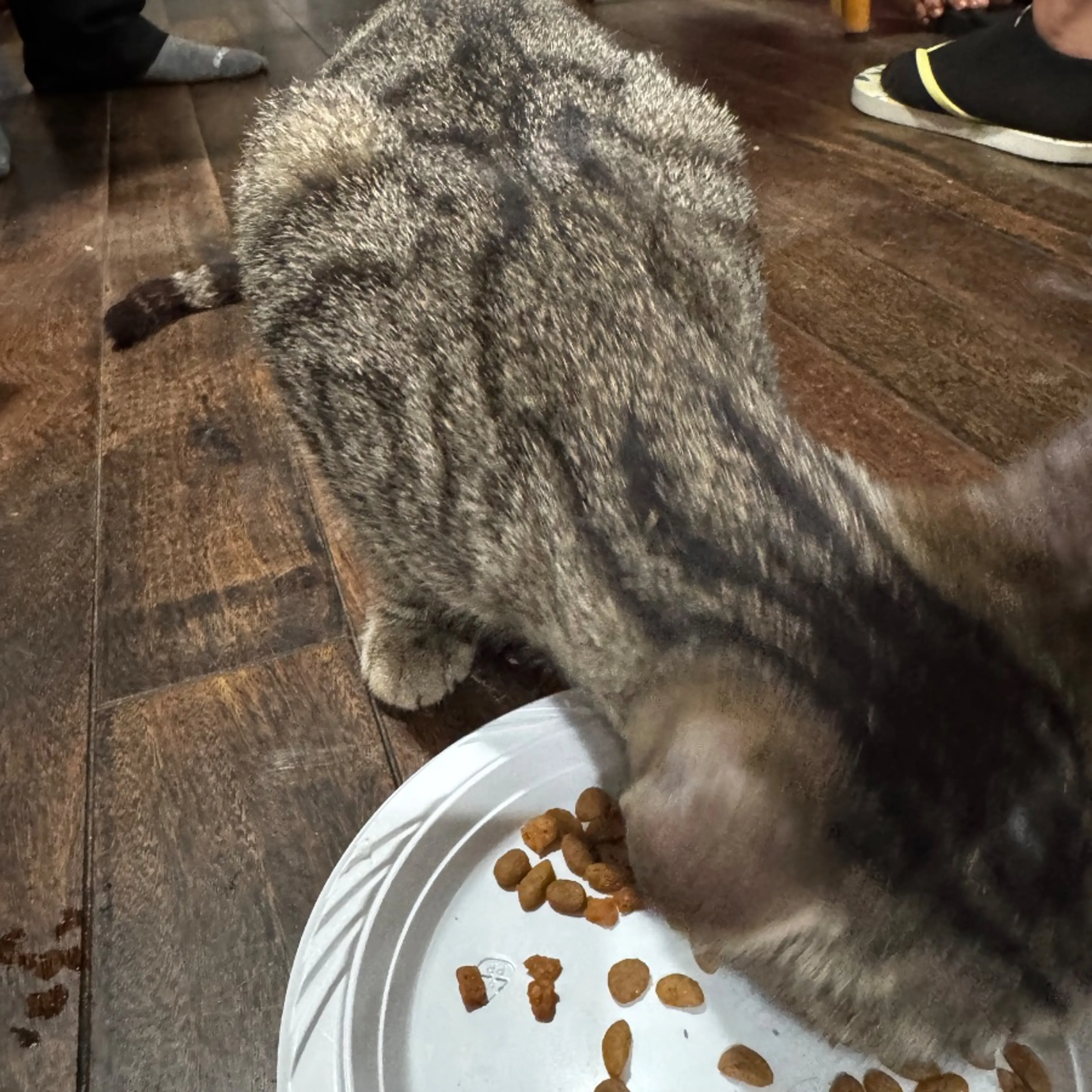 Found pet-0
