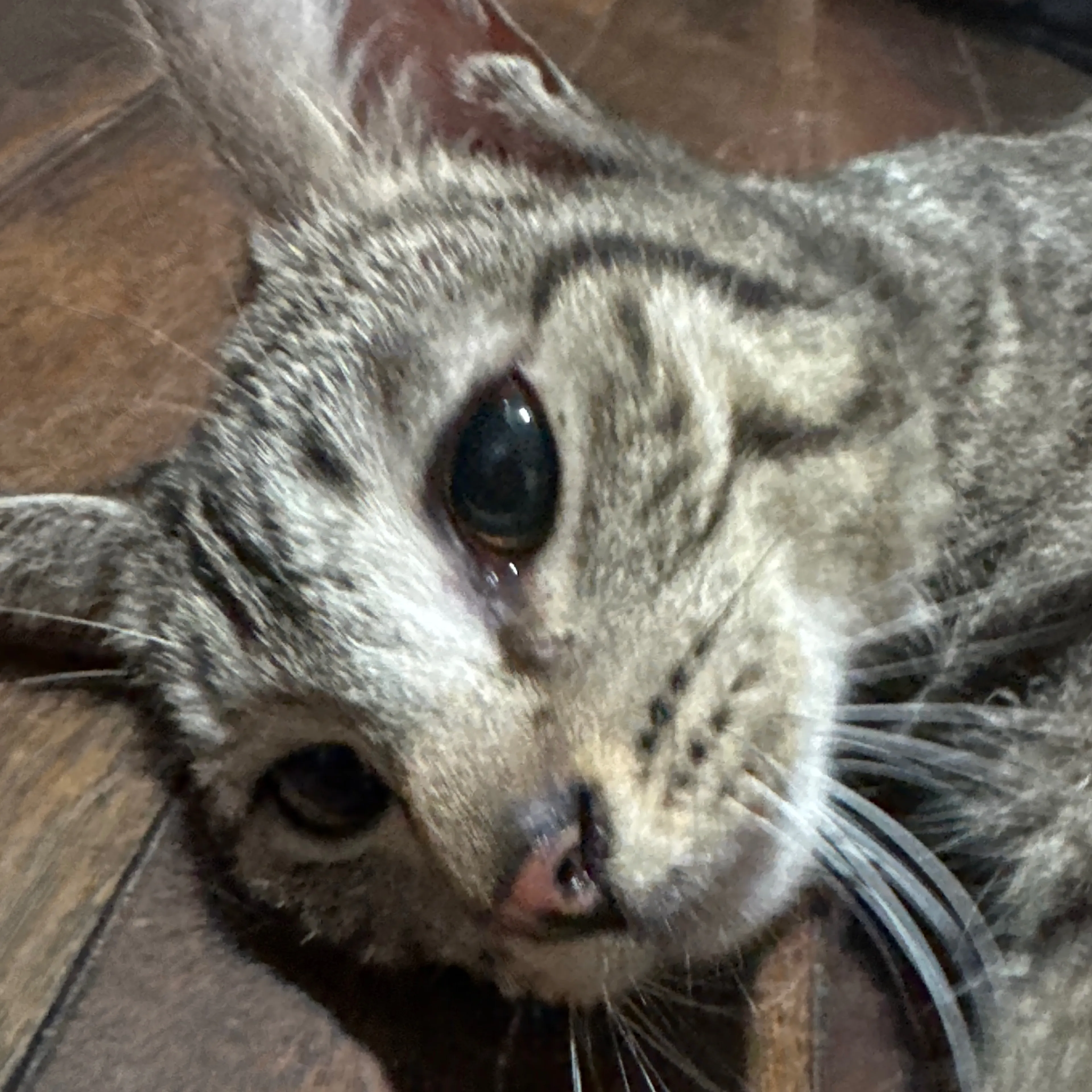 Found pet-2