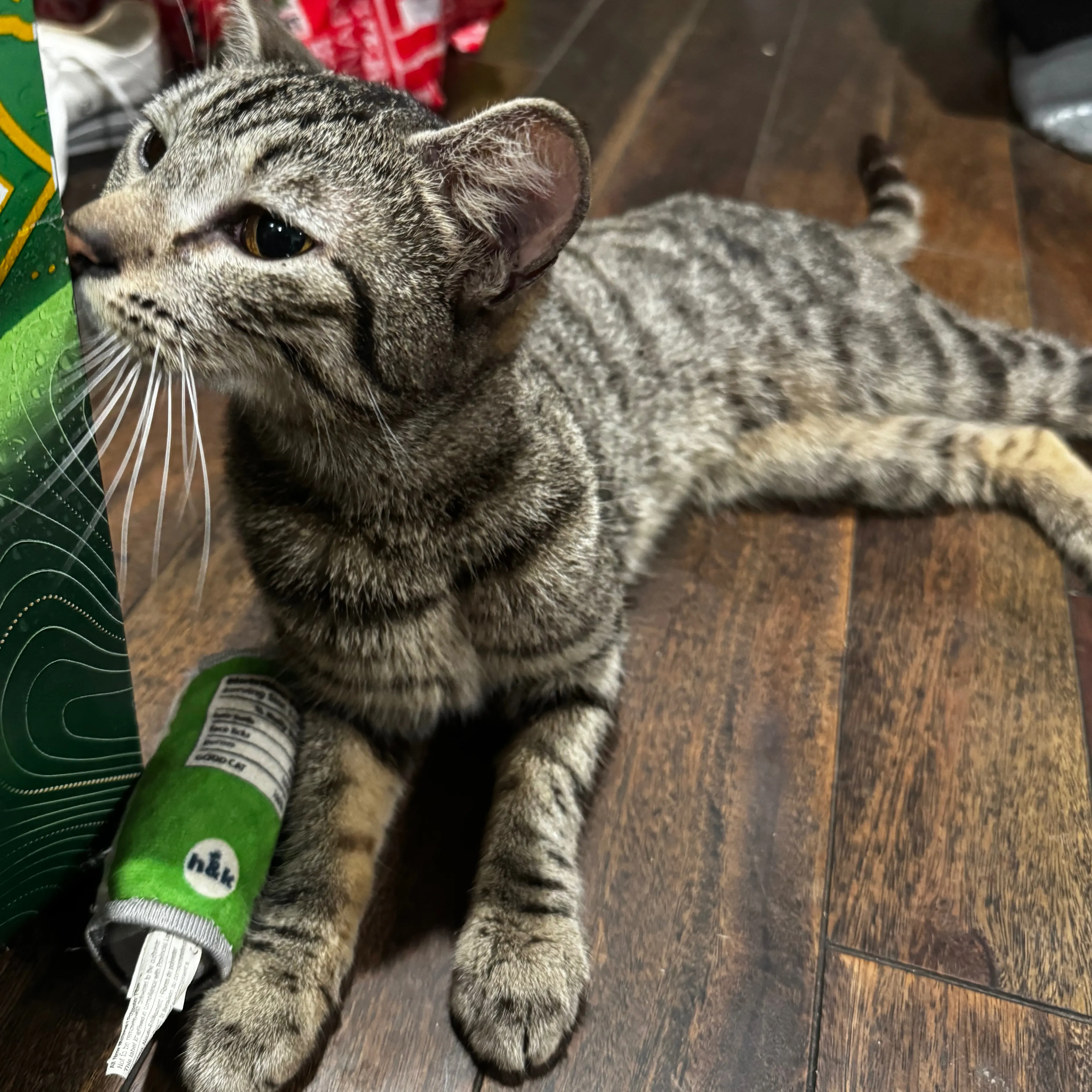 Found pet-1