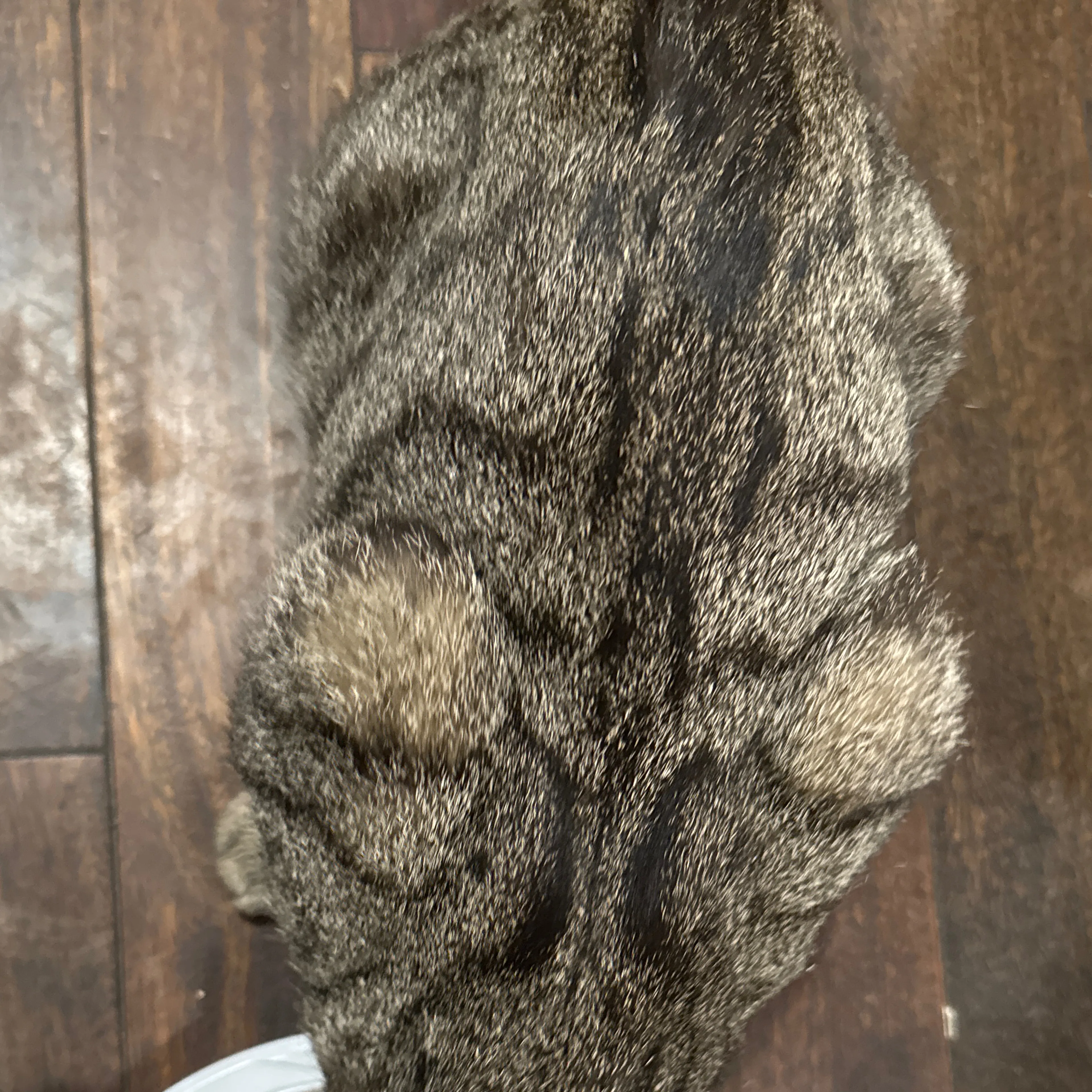 Found pet-3