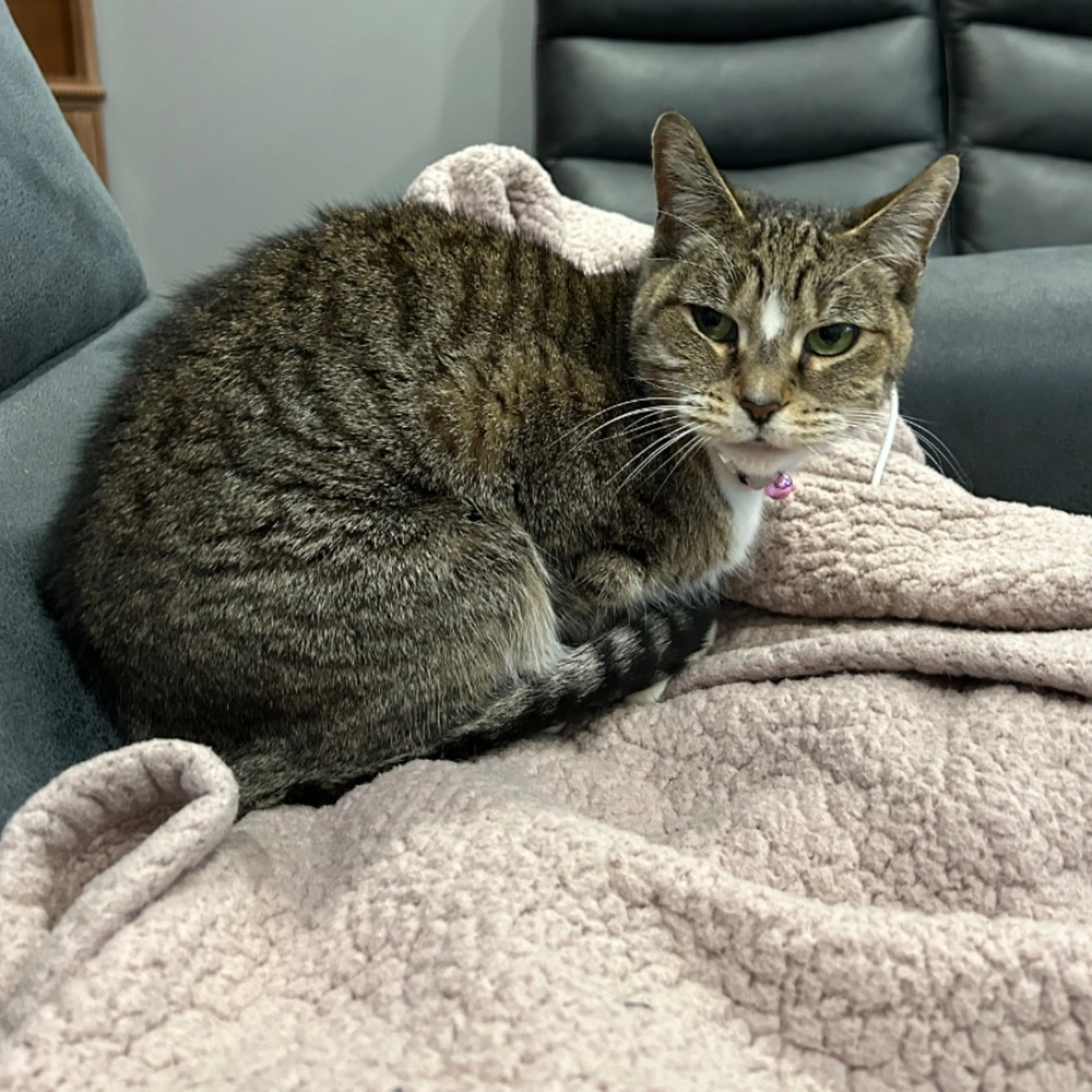 Lost pet