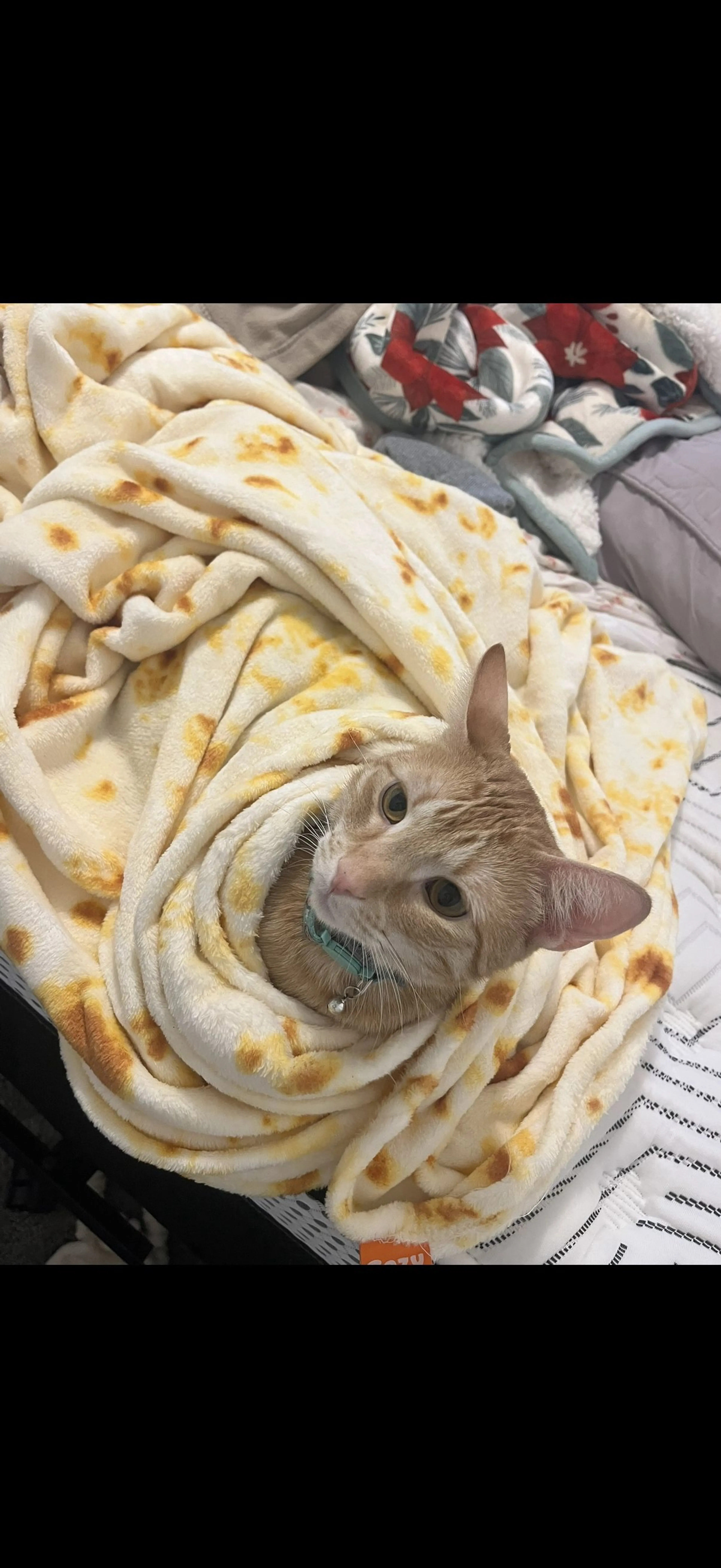 Lost pet-1