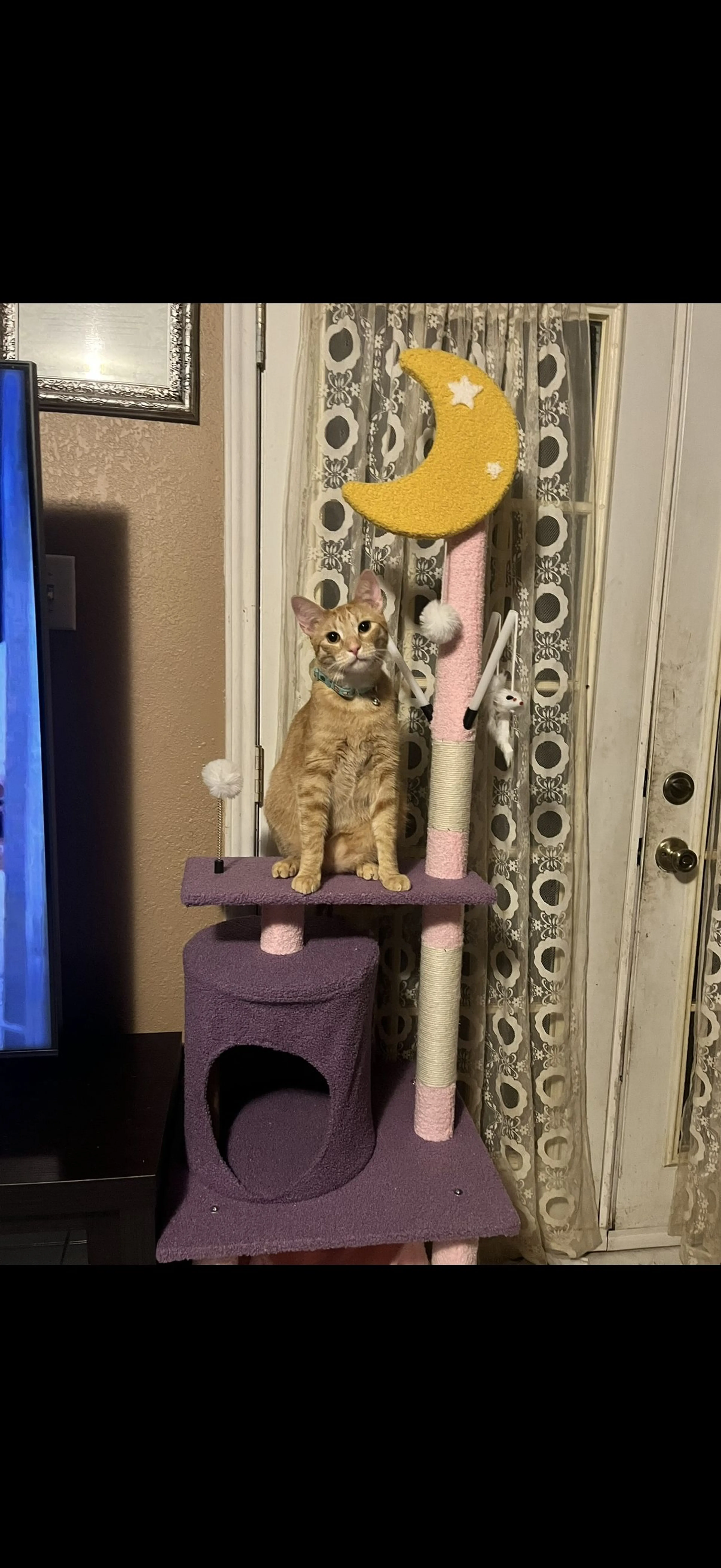 Lost pet-0