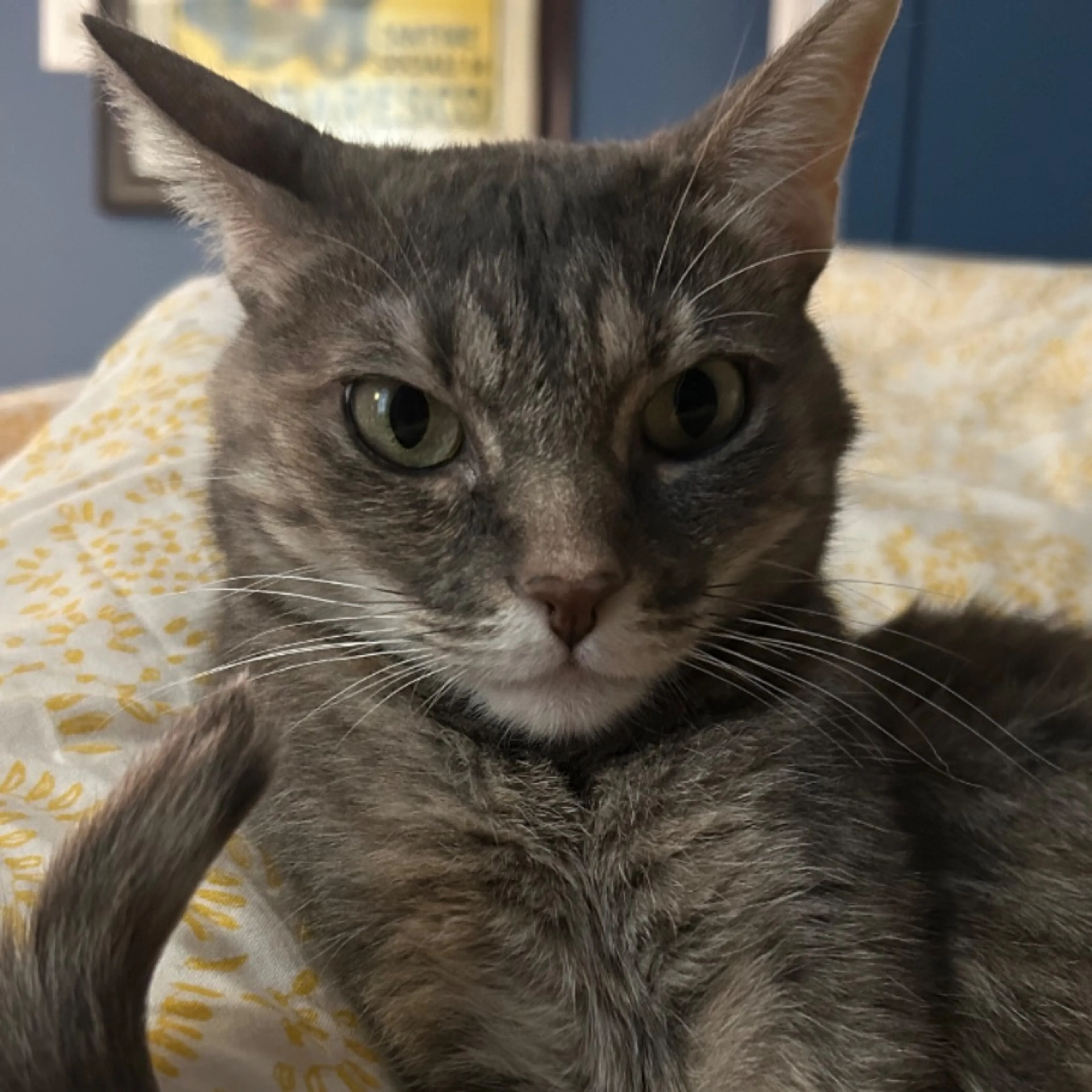 Lost pet