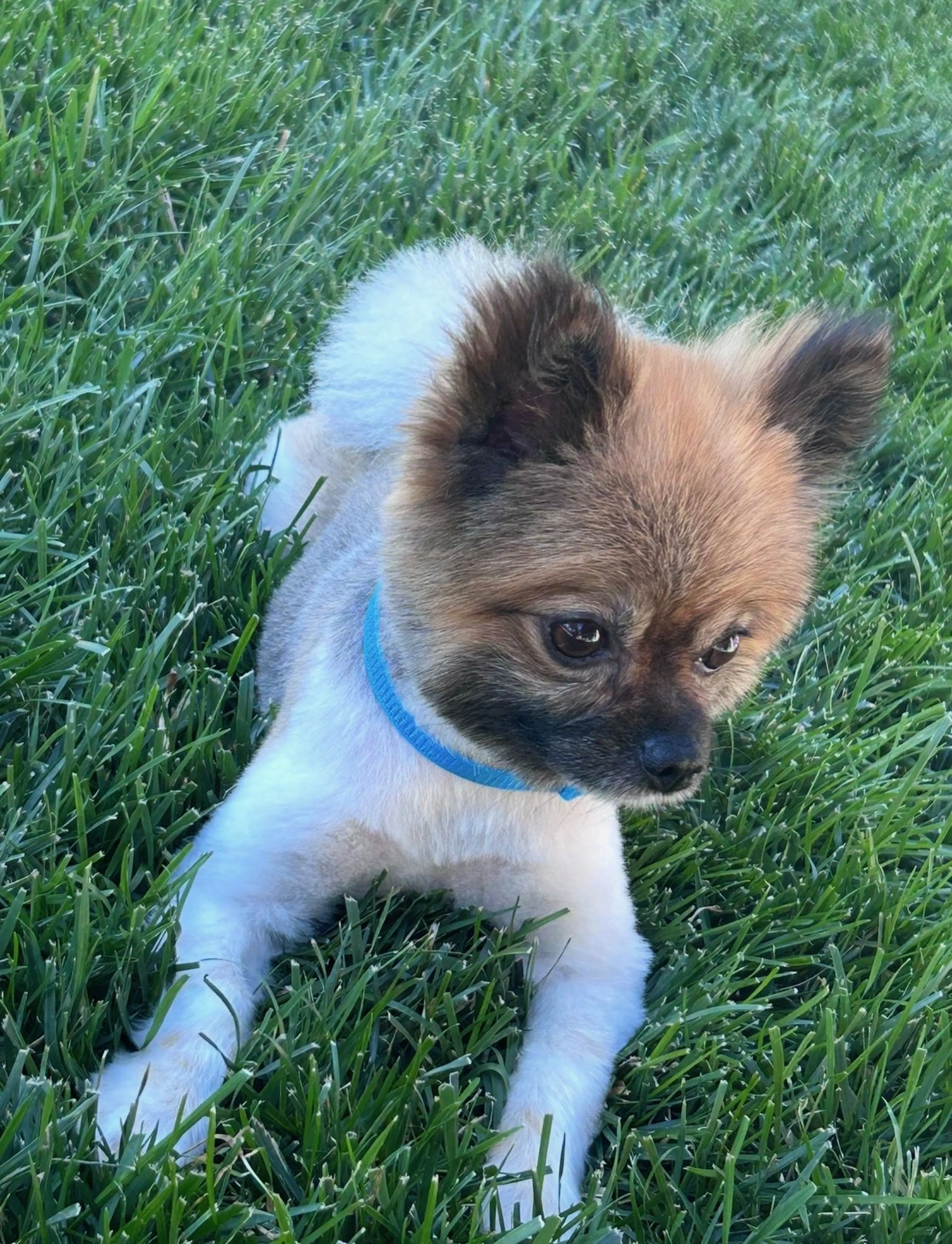 Lost pet