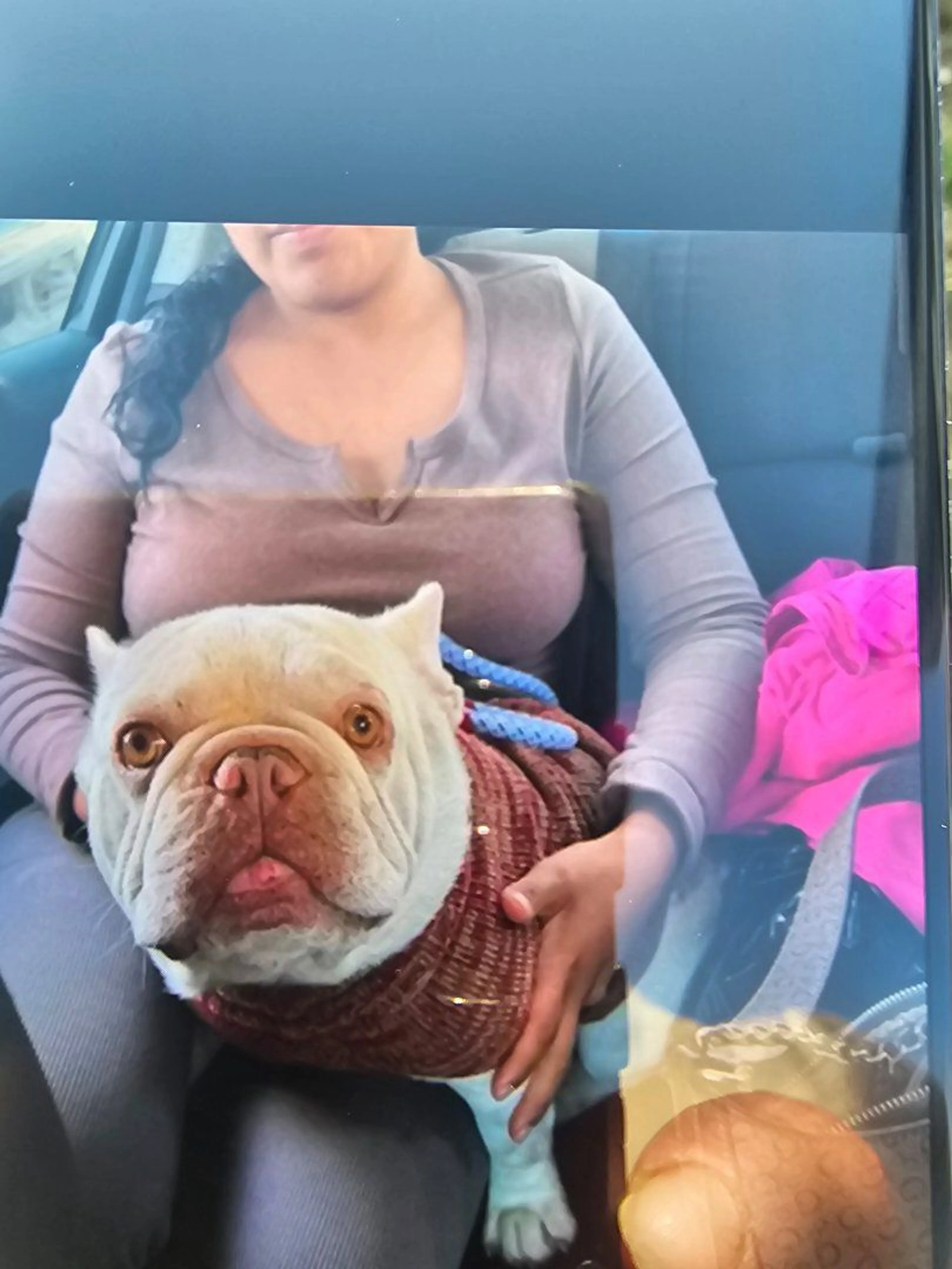 Lost pet