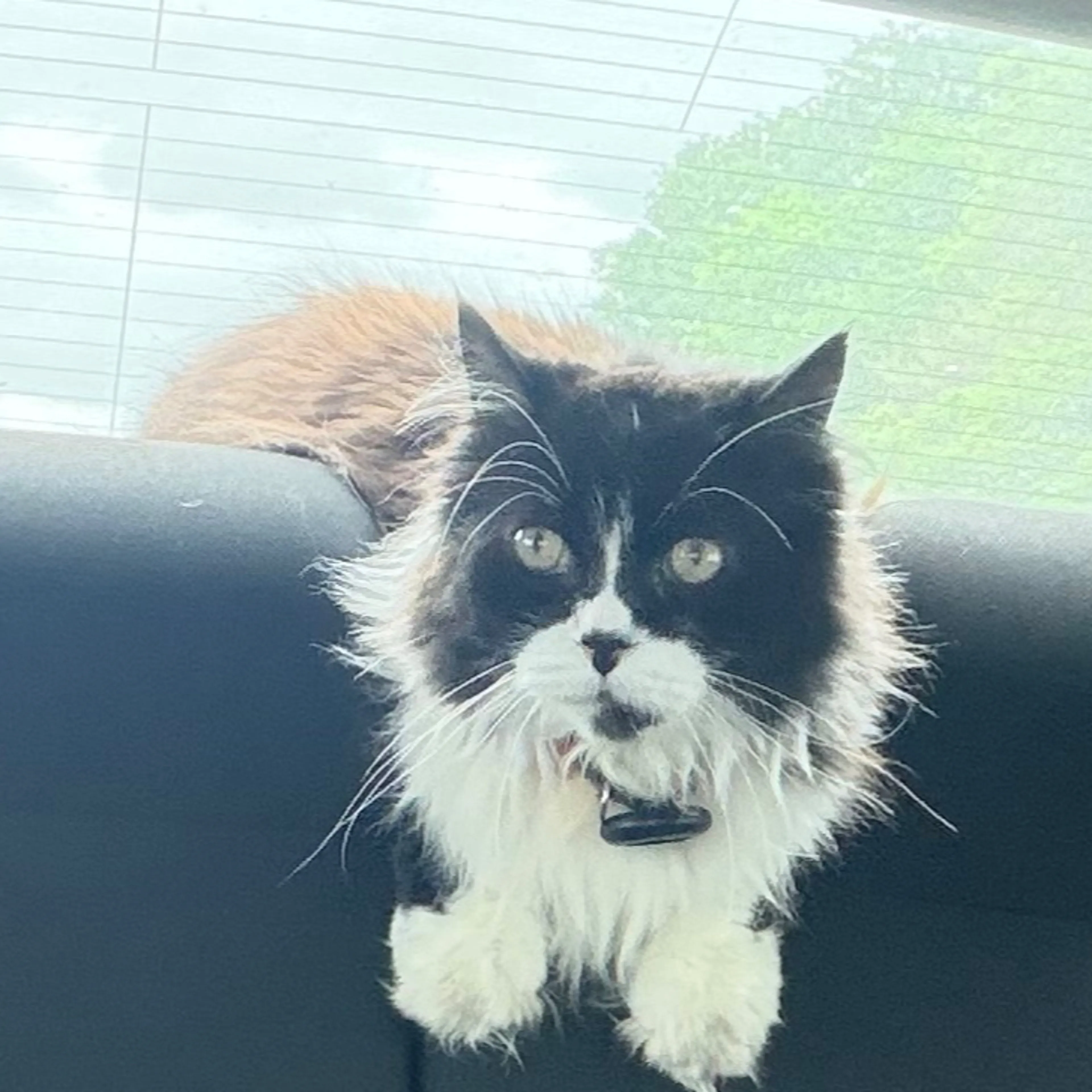 Lost pet-2