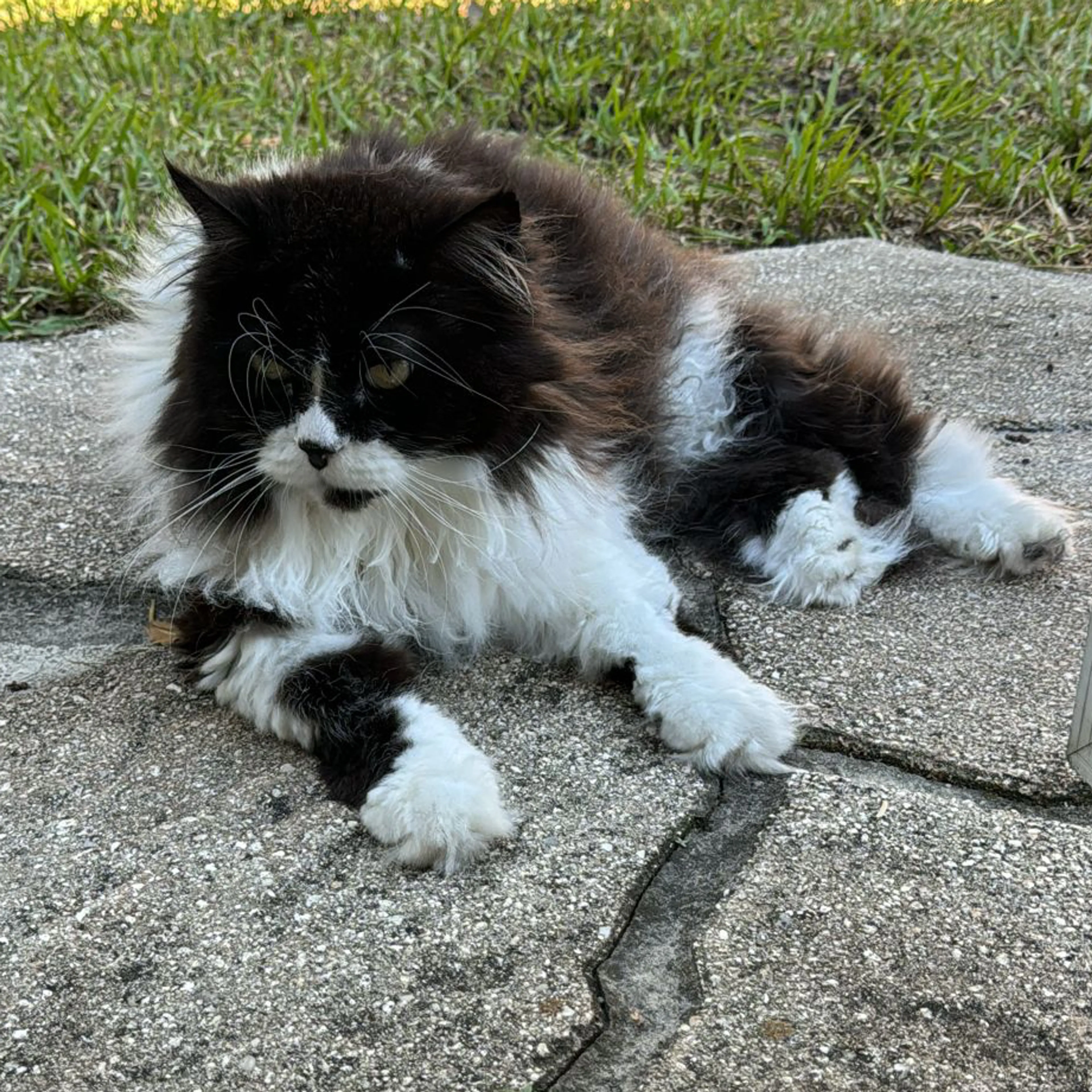 Lost pet-3