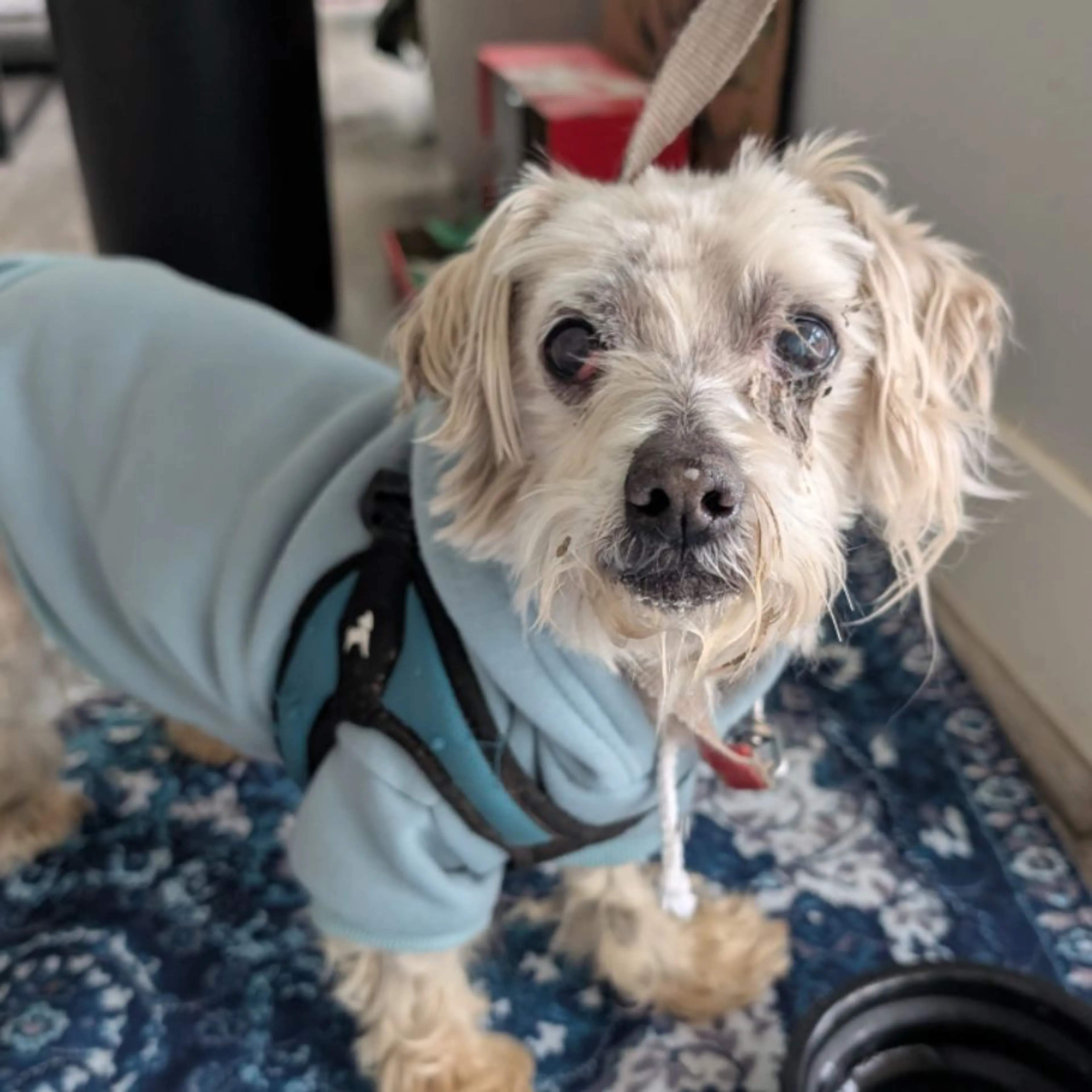 Found pet
