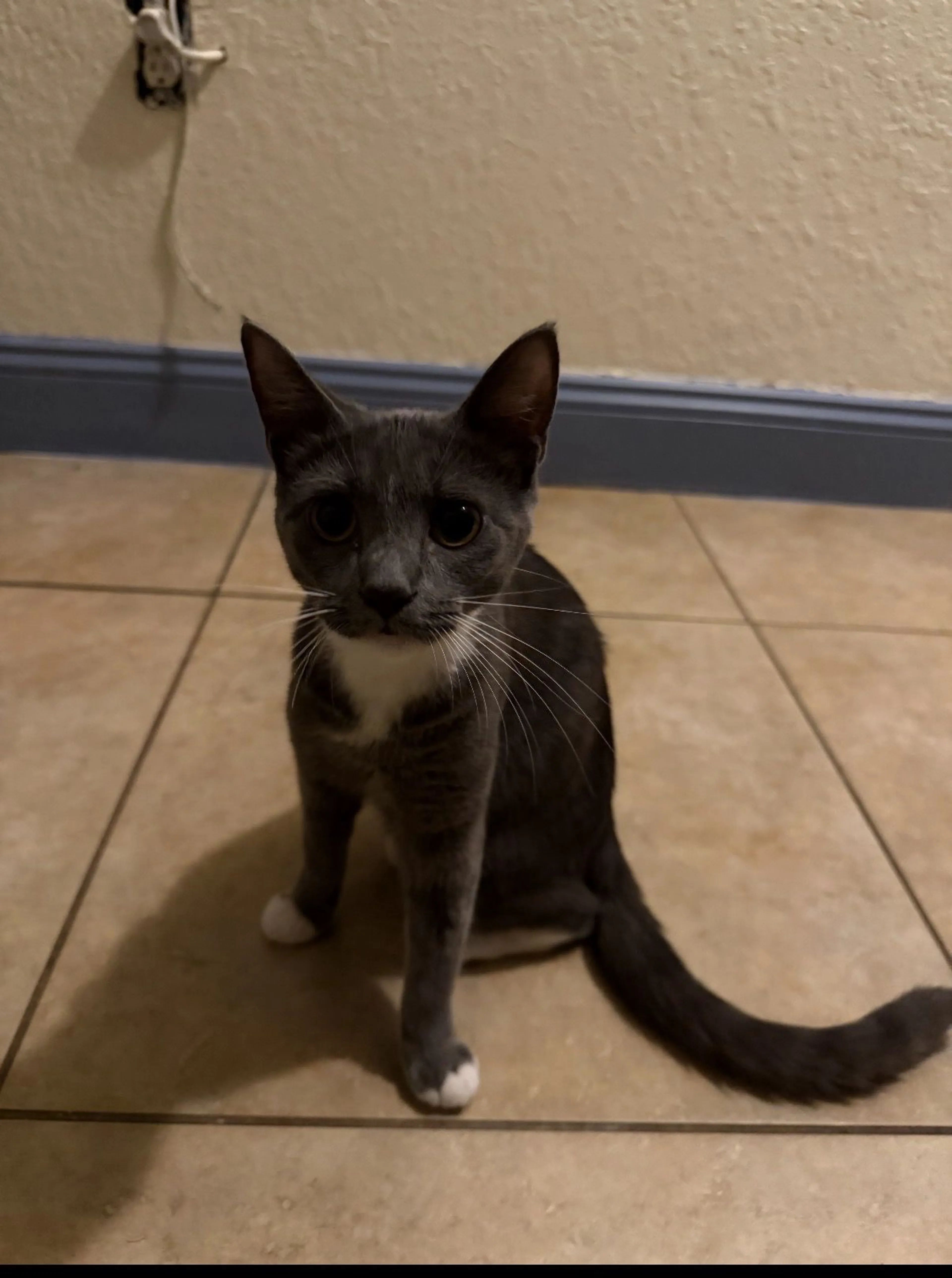 Lost pet