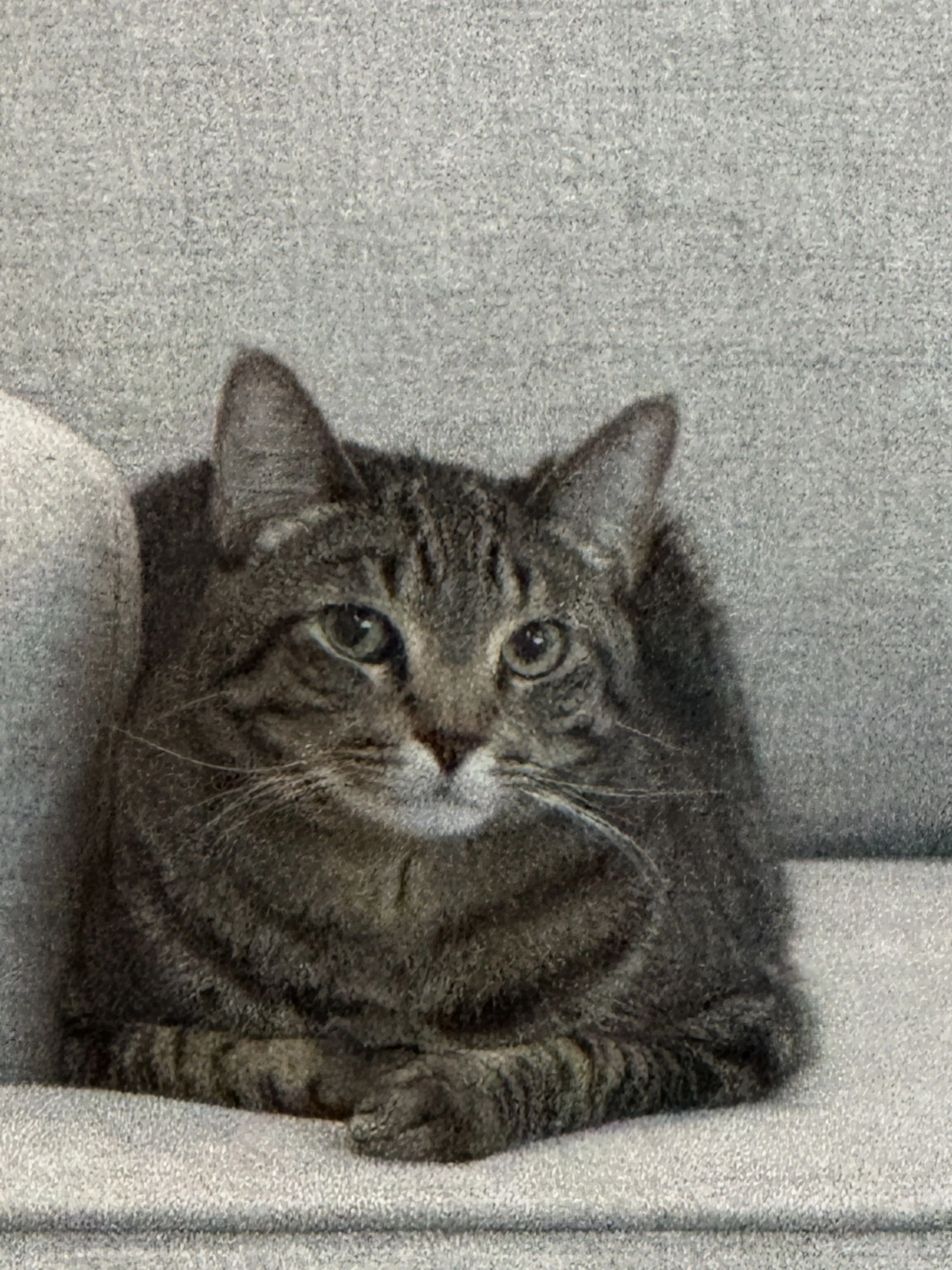Lost pet-0