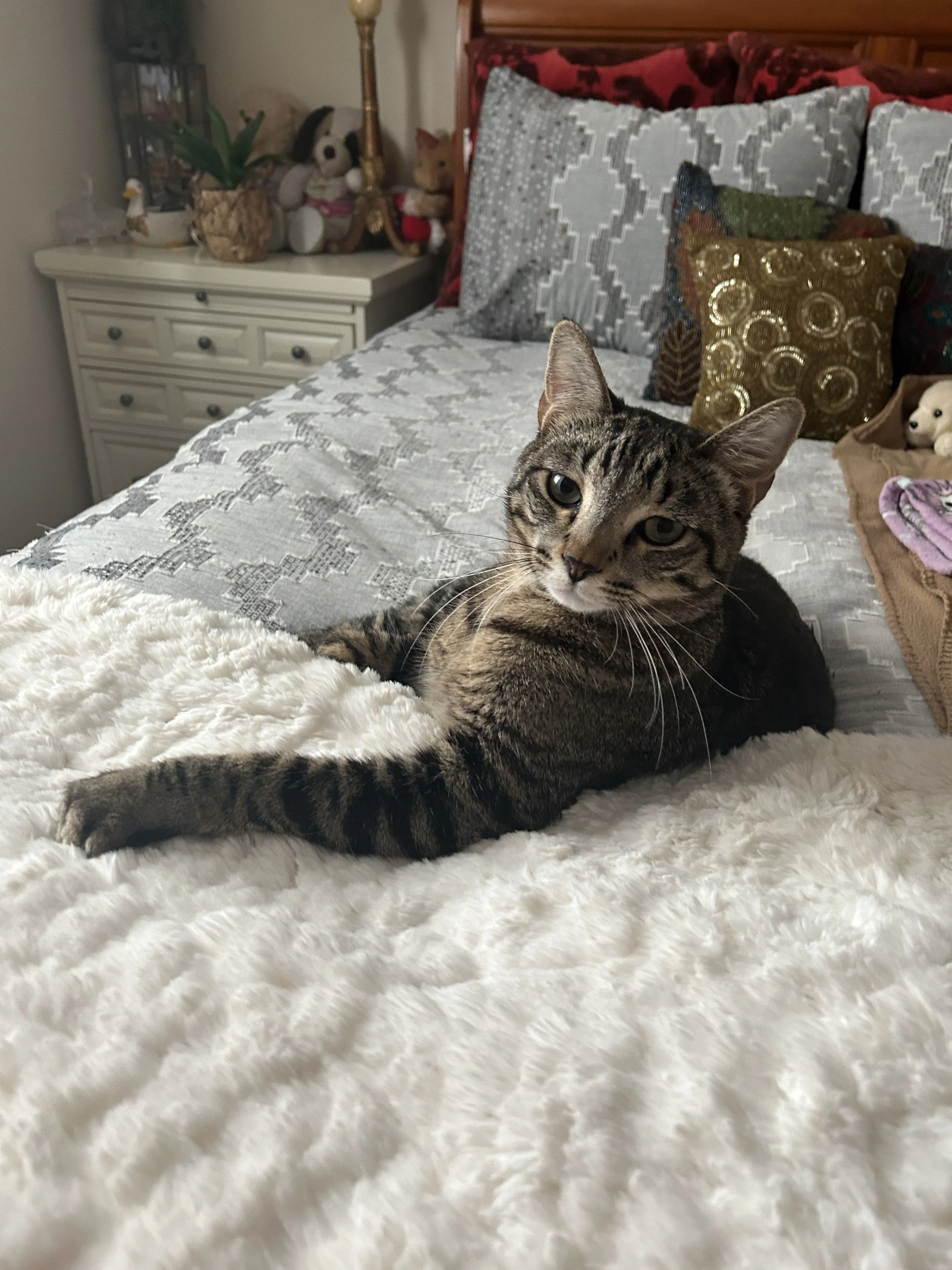 Lost pet-1