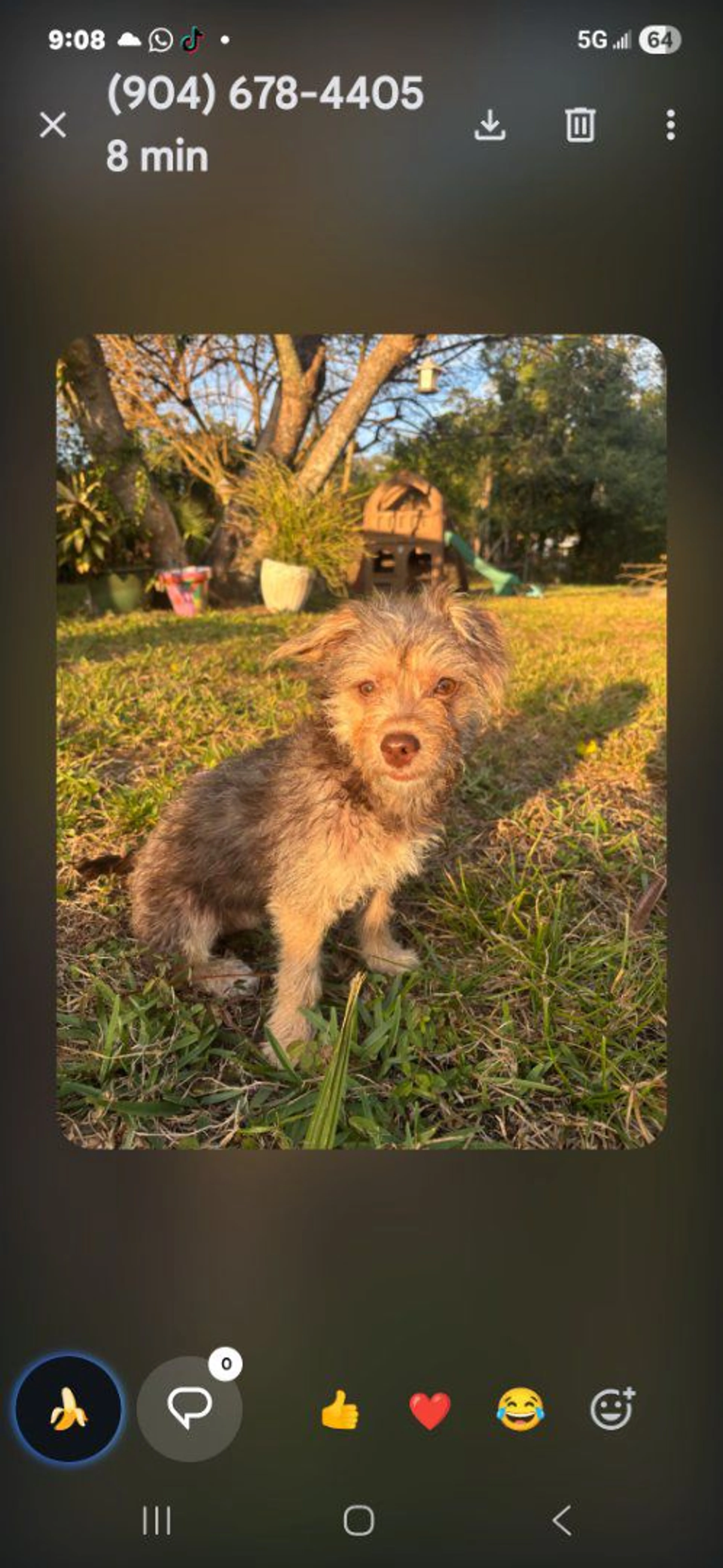 Lost pet