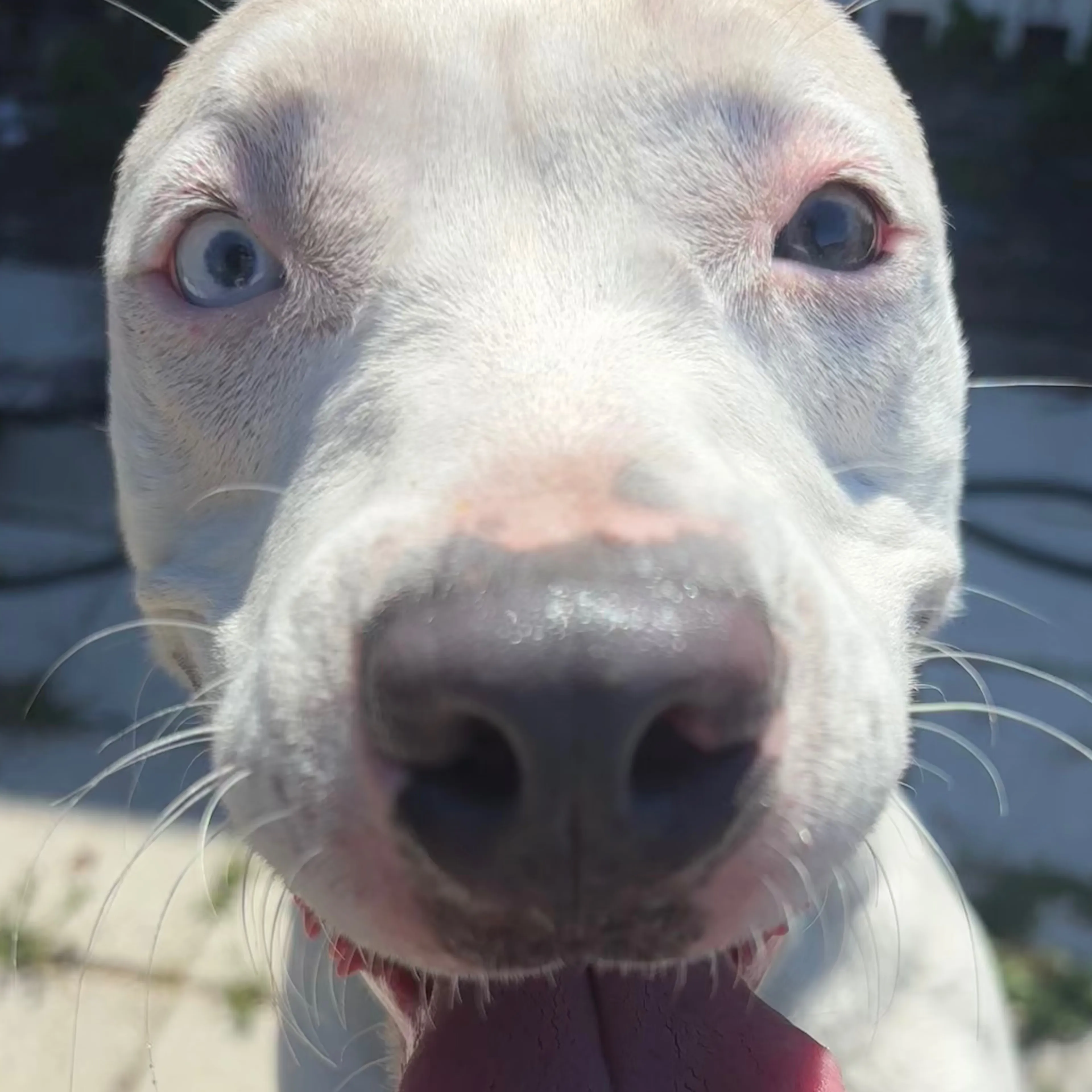 Found pet-2
