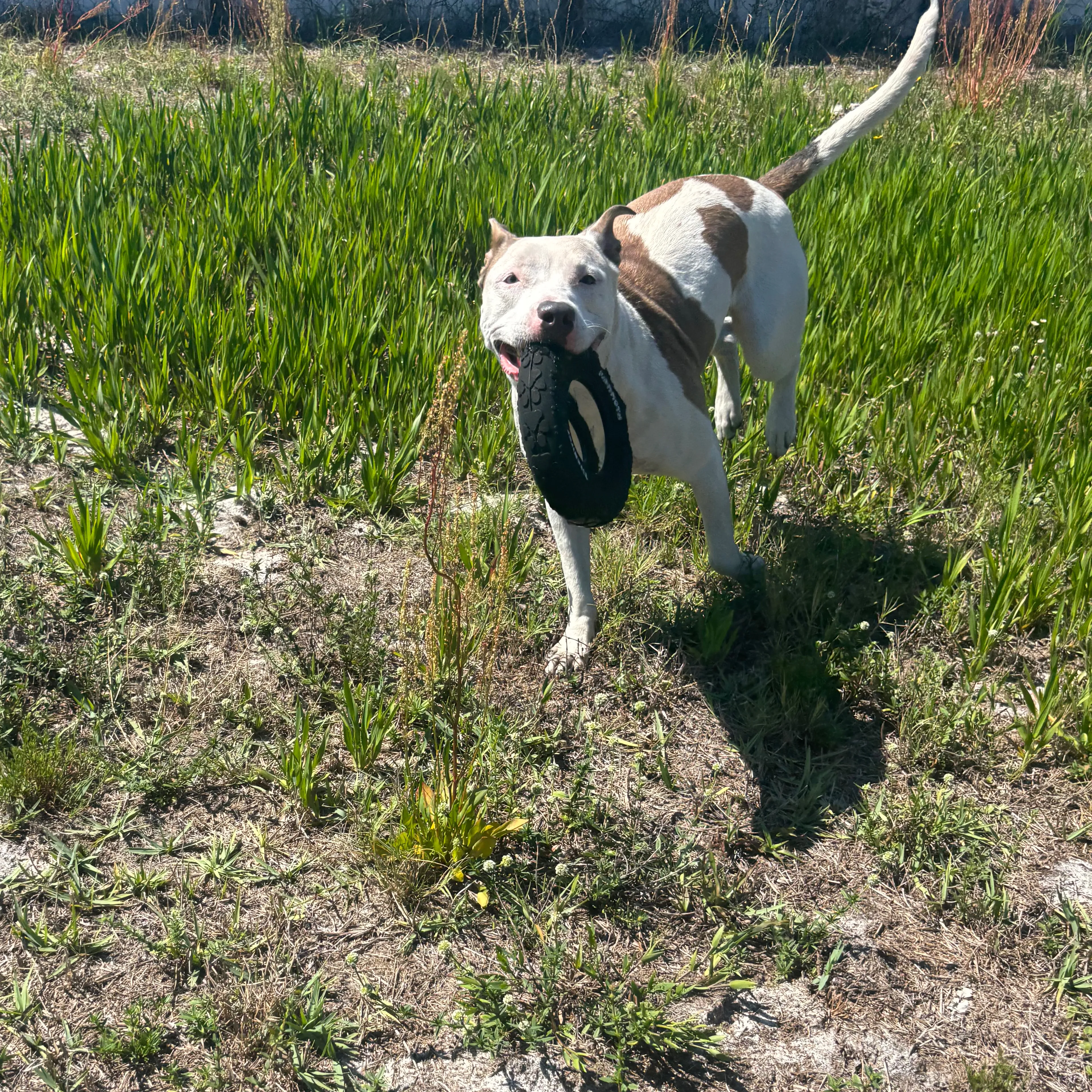 Found pet-3