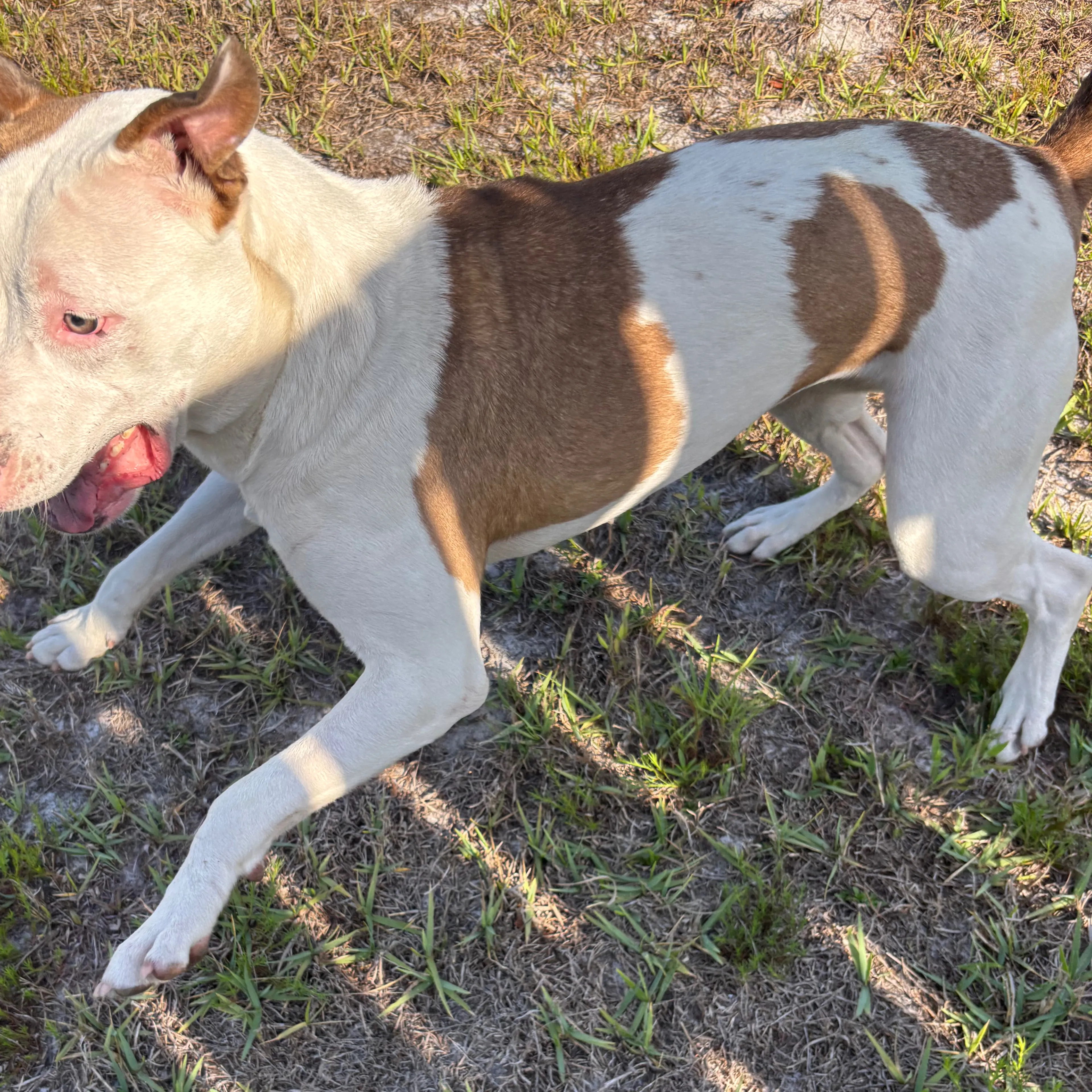 Found pet-1