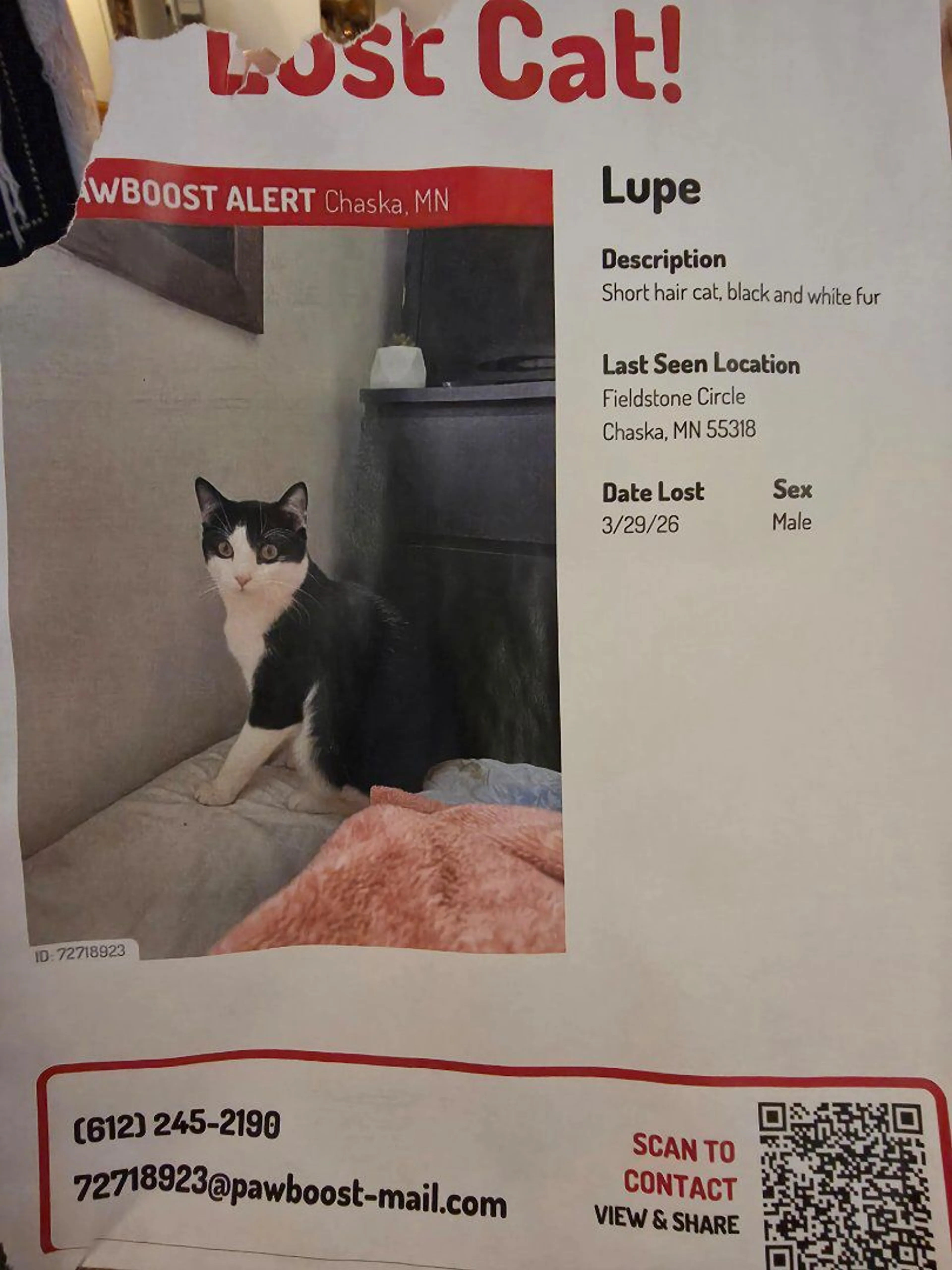 Lost pet