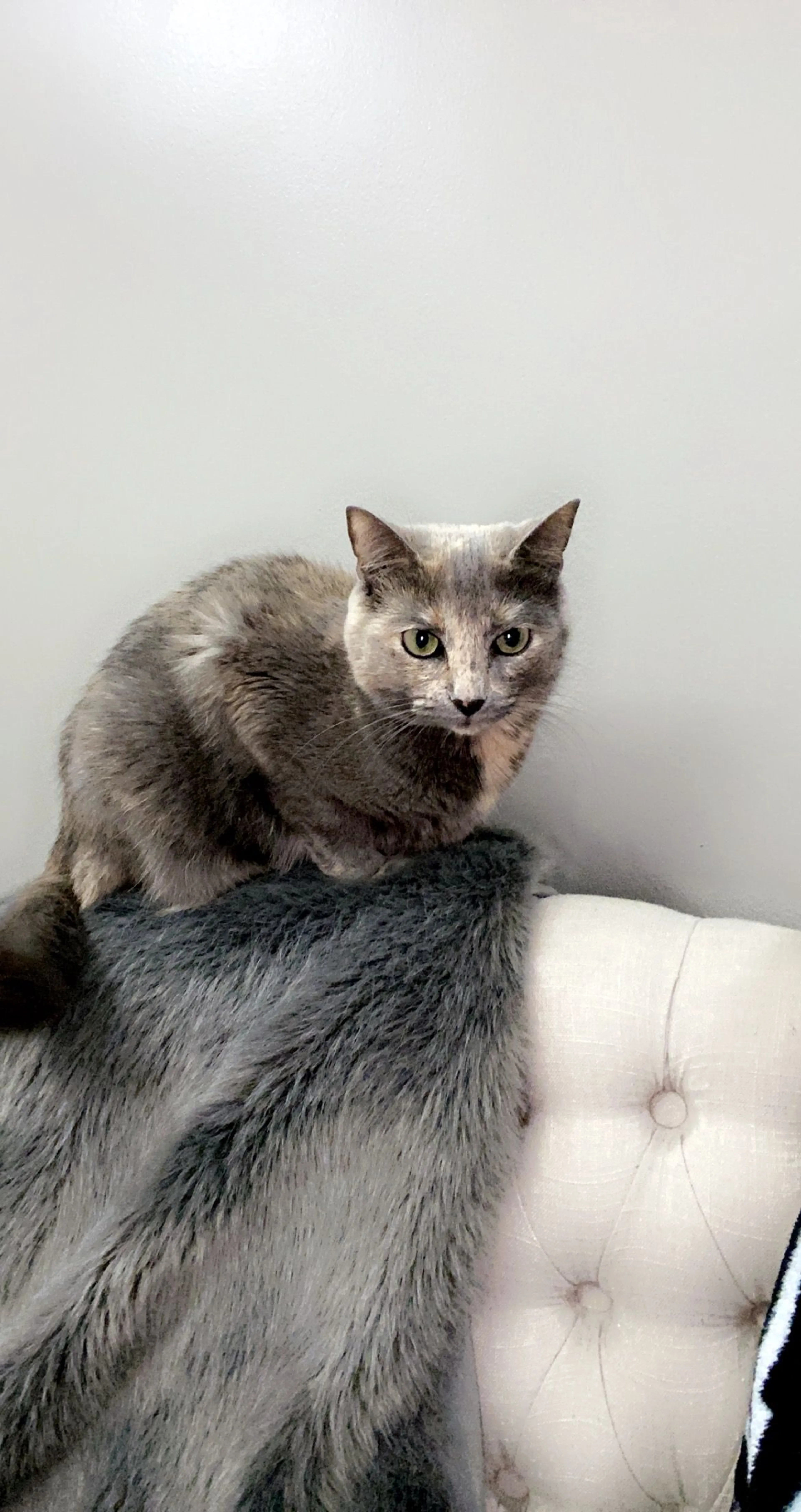 Lost pet-3