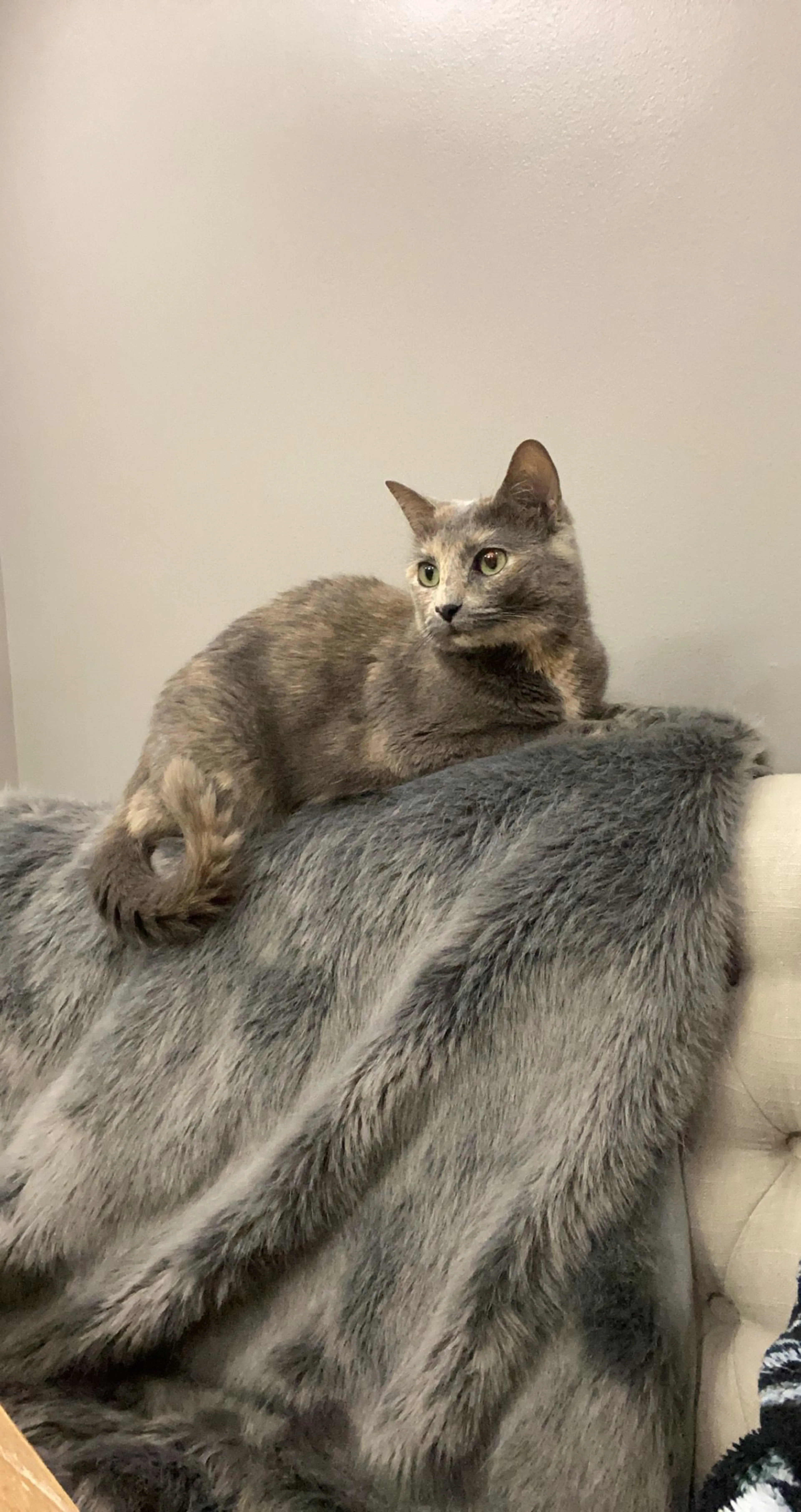 Lost pet-2