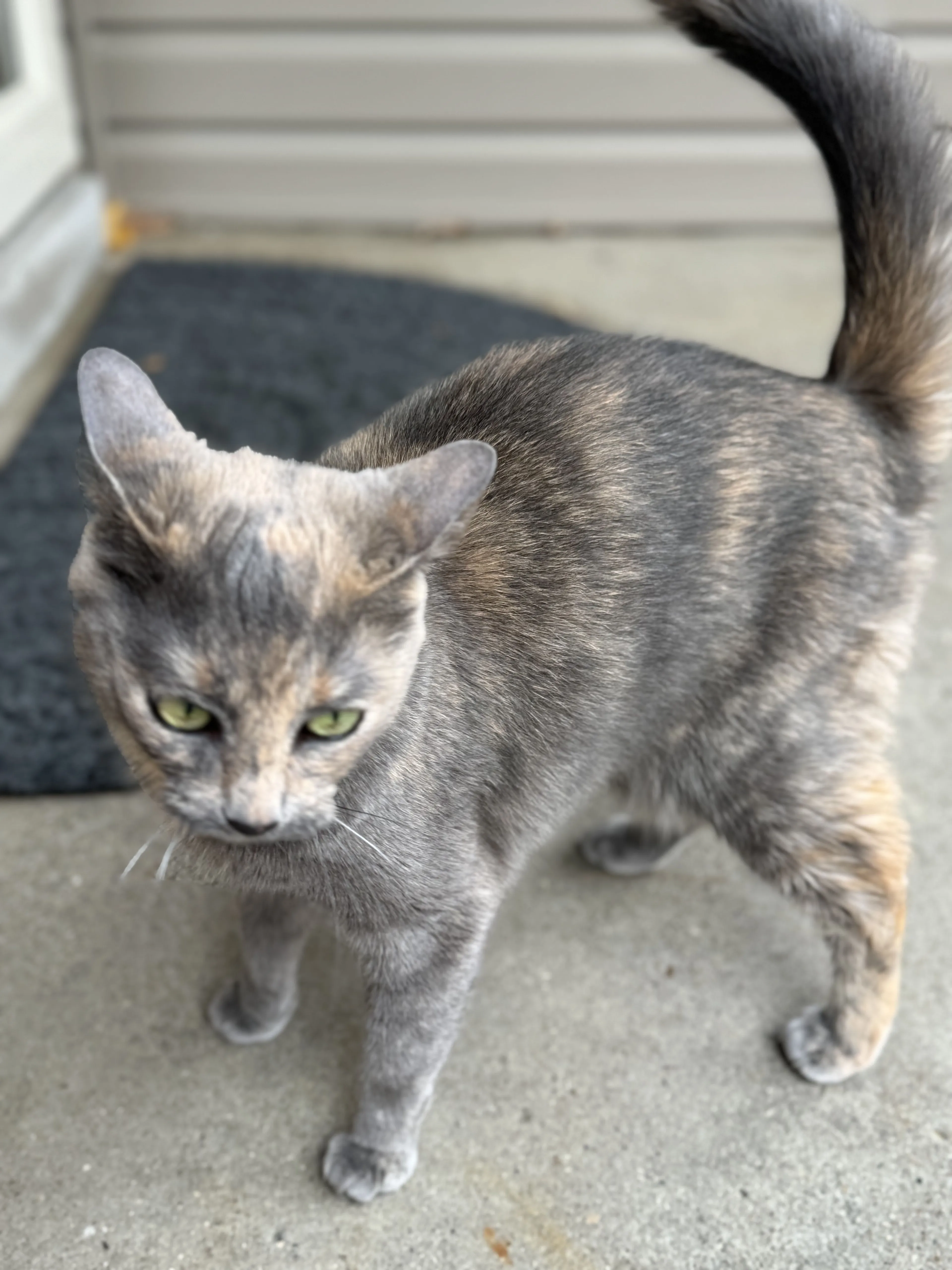 Lost pet-1